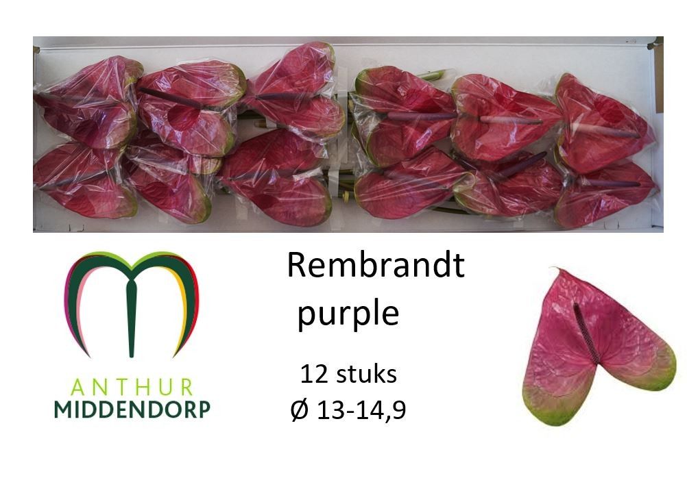 Anthurium Rembrand Purple 13Ø