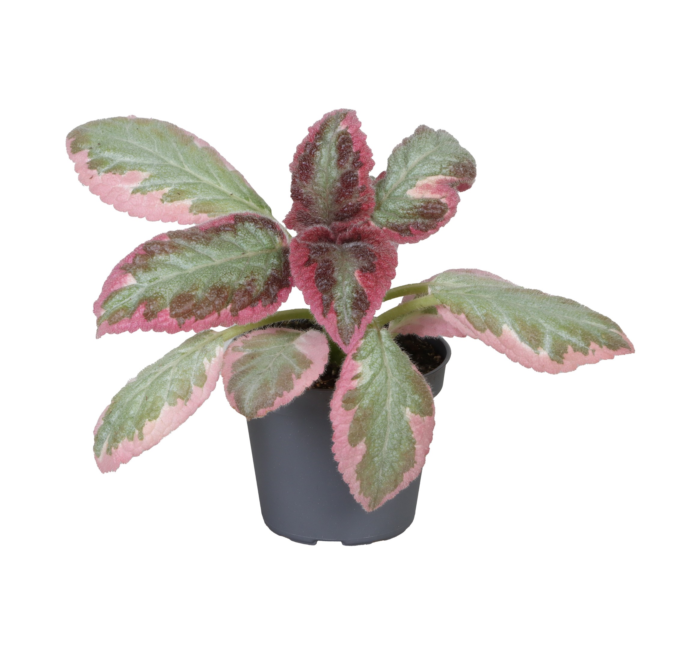 Picture of Episcia Pink Brocade P6 10CM