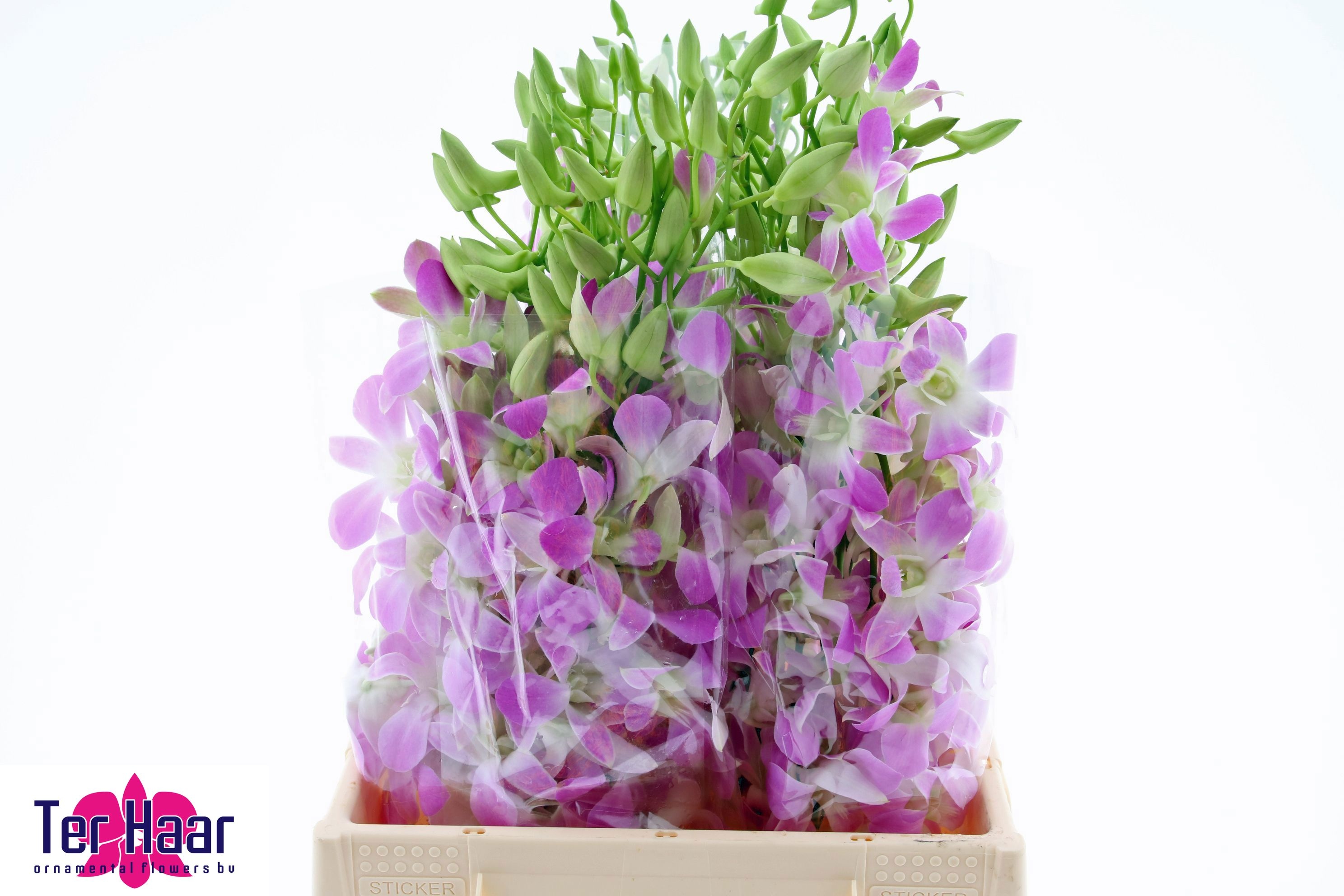 Dendrobium 60cm