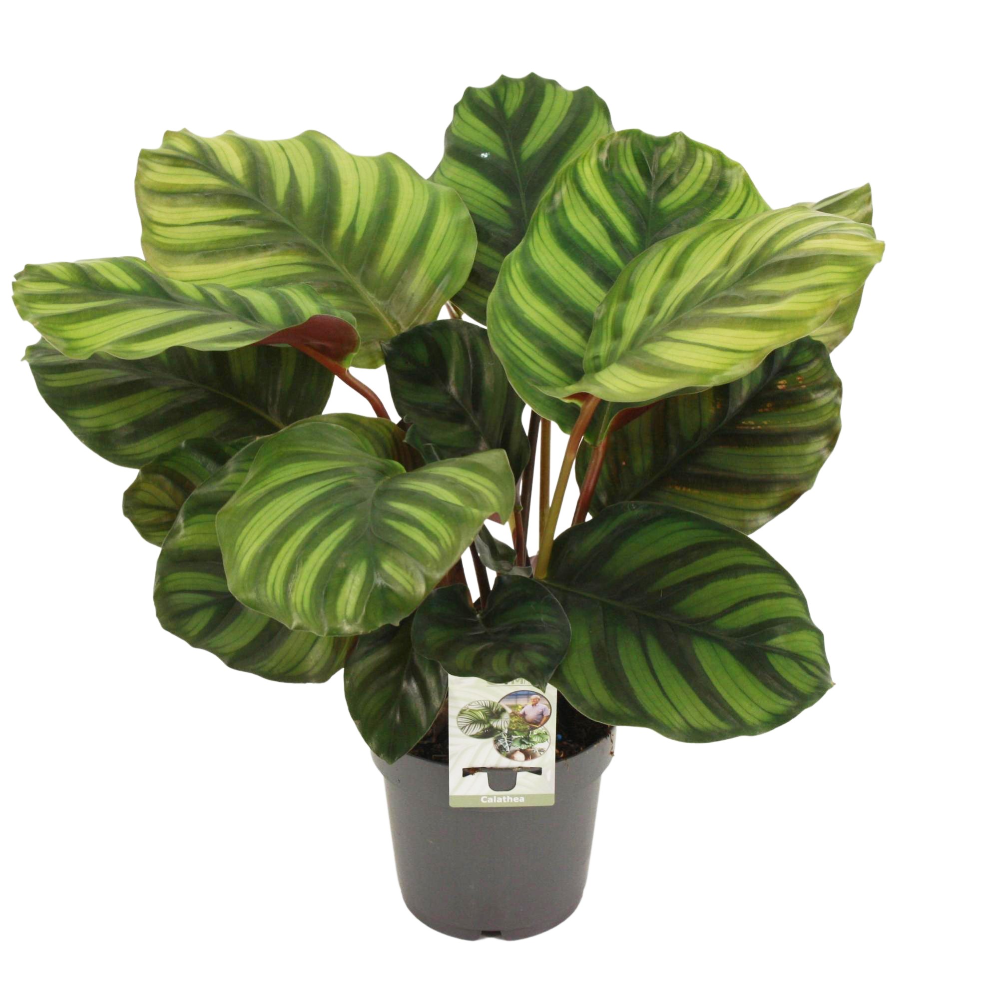 Picture of Calathea Fasciata P14 50CM