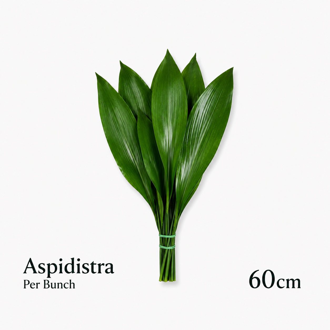 Aspid Elatior Bs