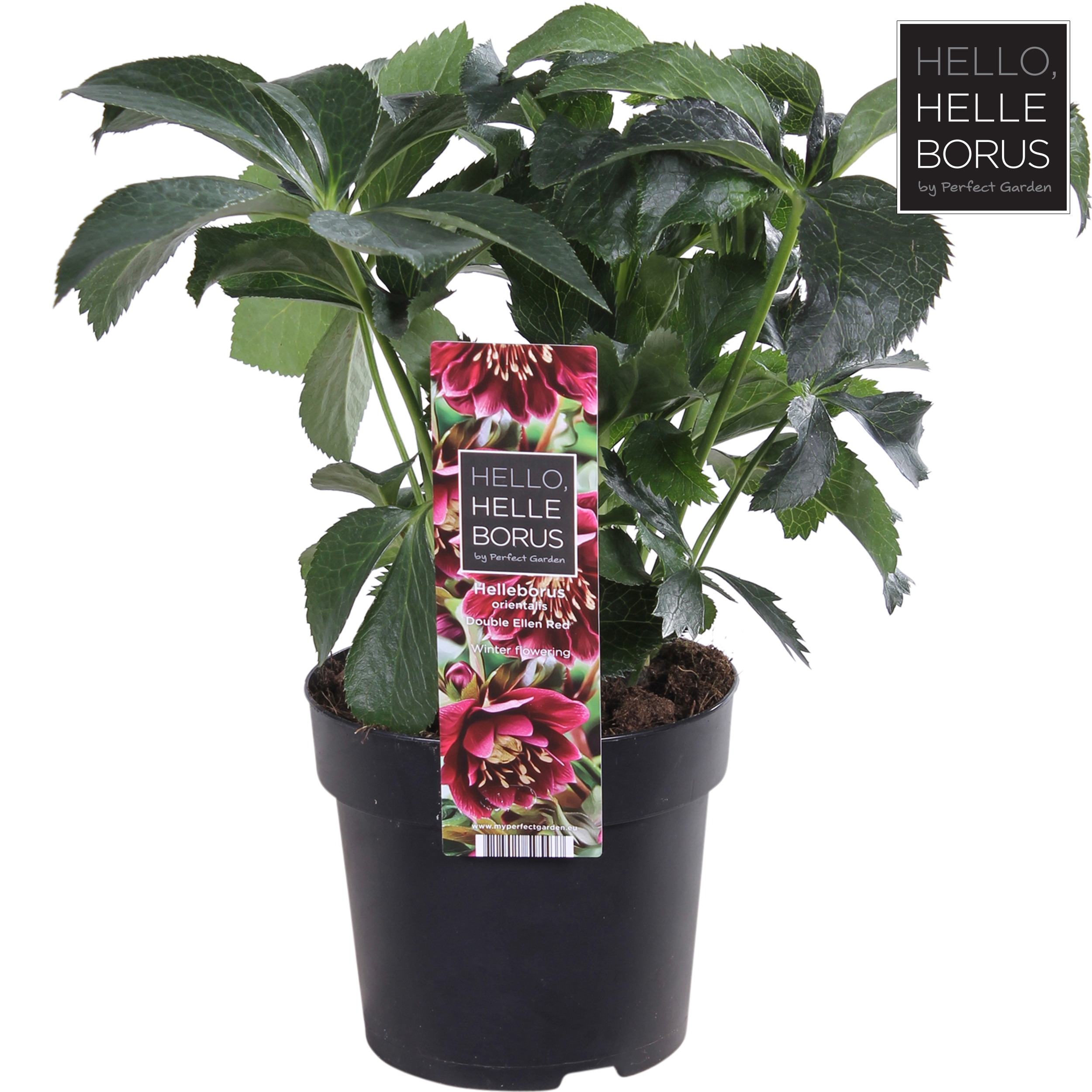 Picture of Helleborus orientalis Double Ellen Red P14