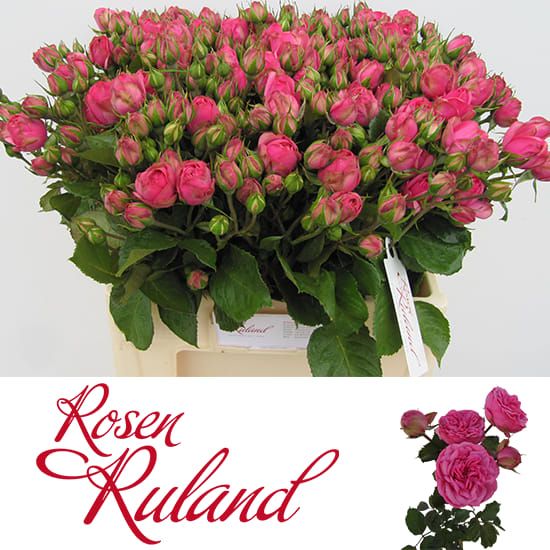Rosa Spr Pink Piano Freiland 60cm