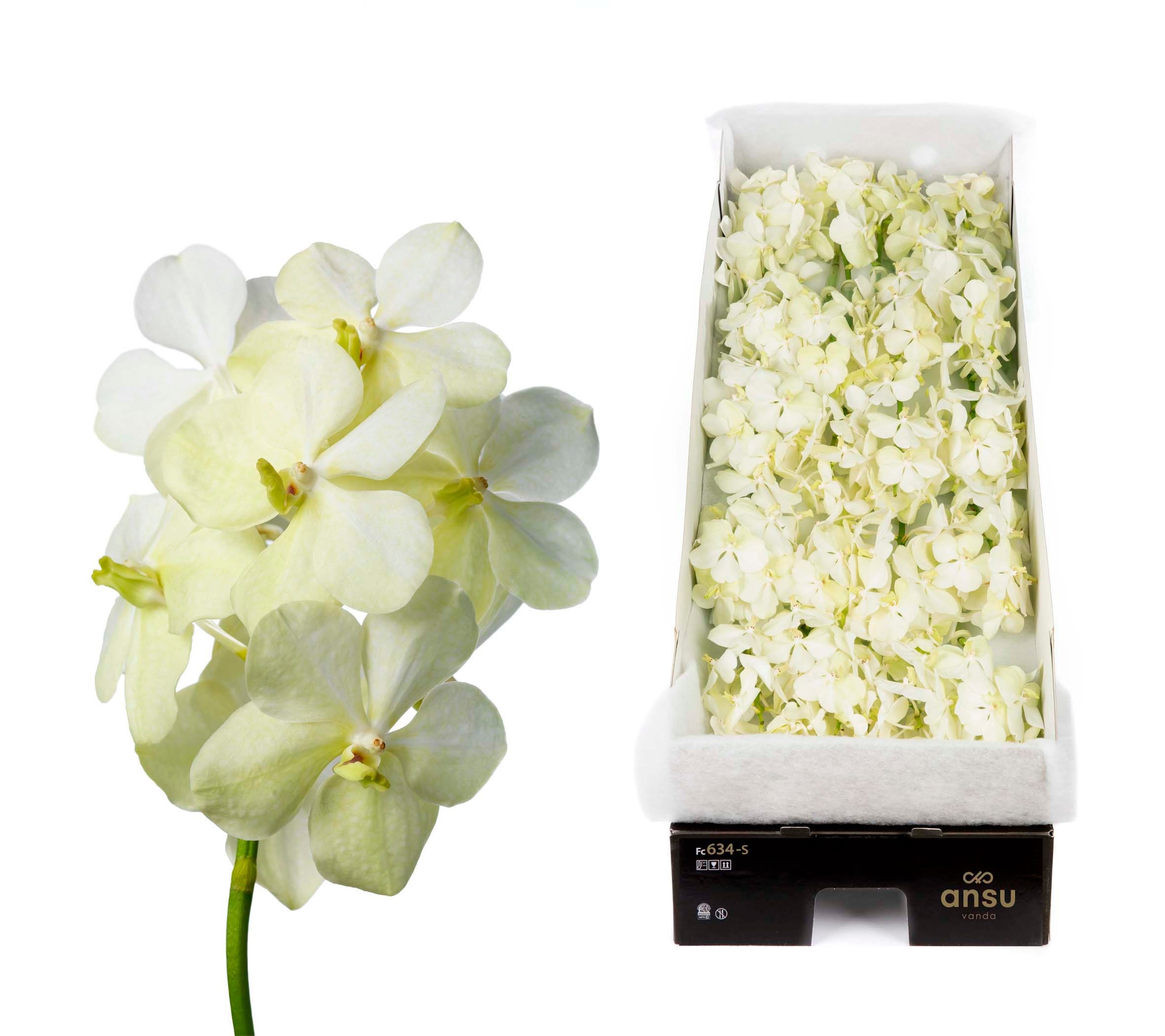 Vanda Tayanee White