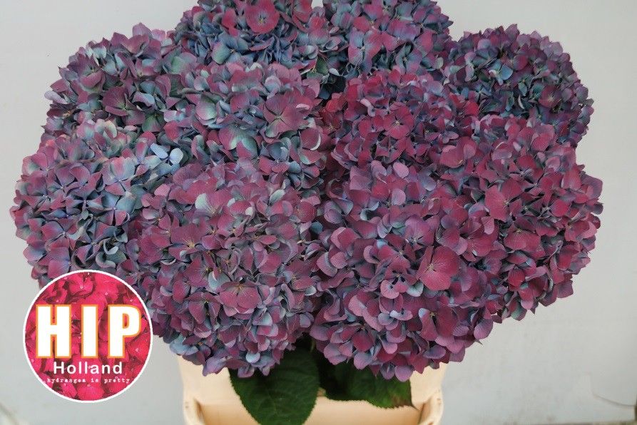 Hydrangea Pimpernel Classic 100cm 24Ø