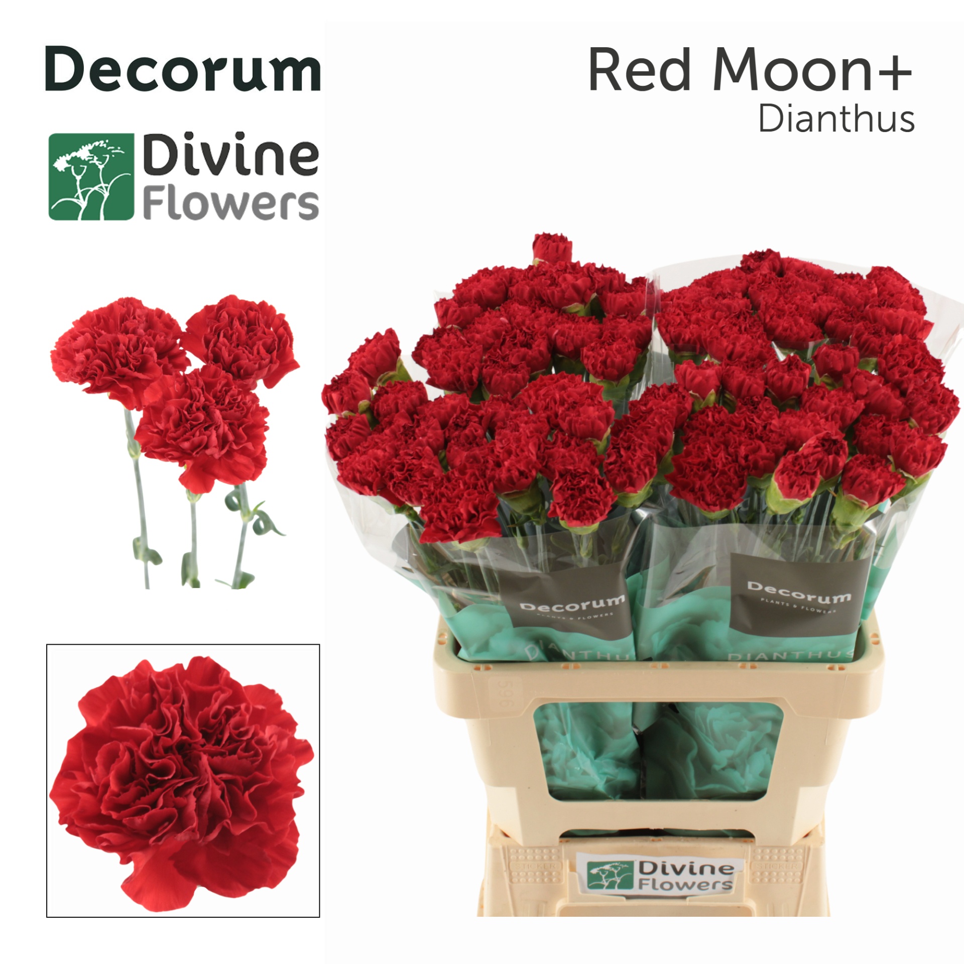 Di St Red Moon+ 60cm