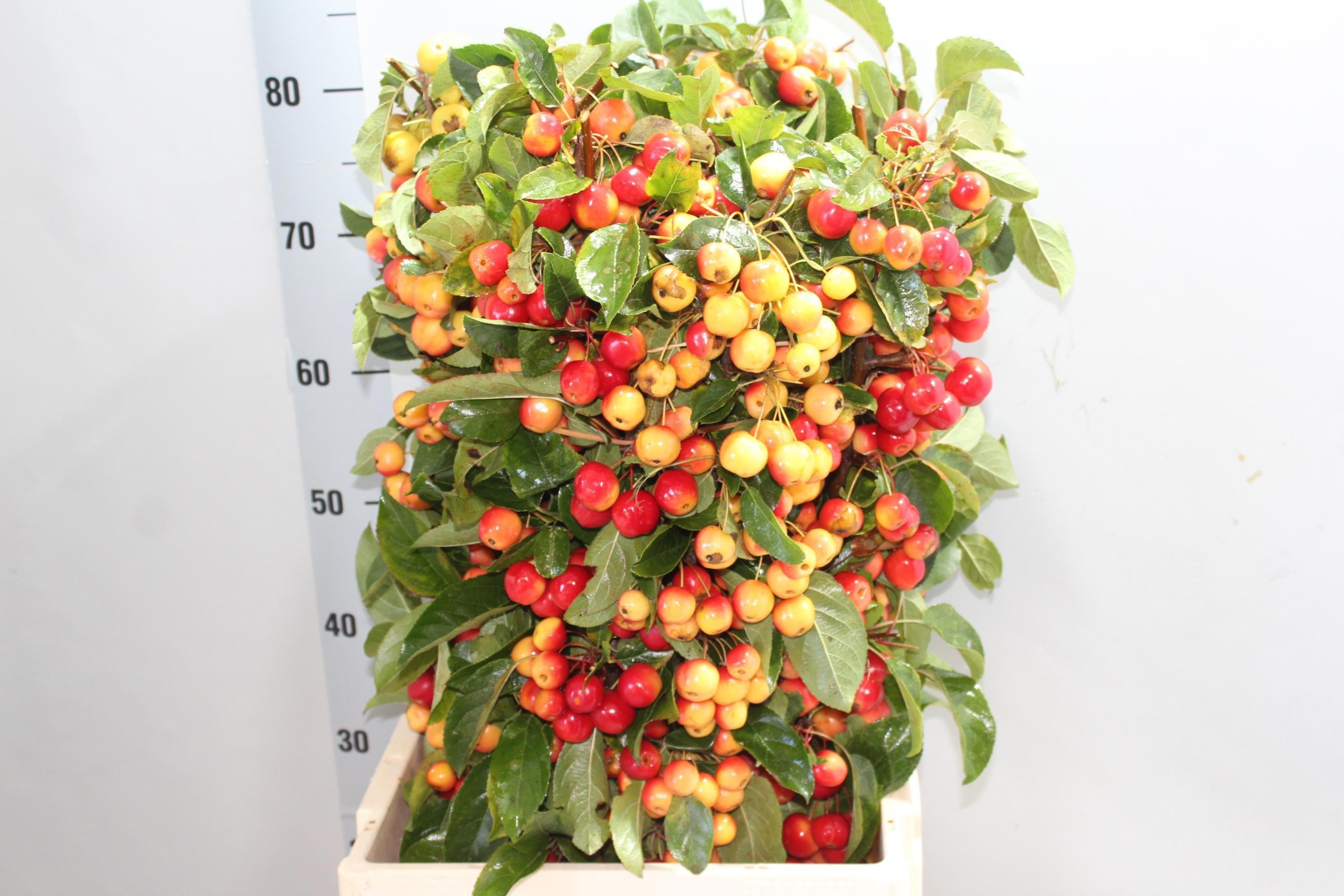 Malus Red Sentinel