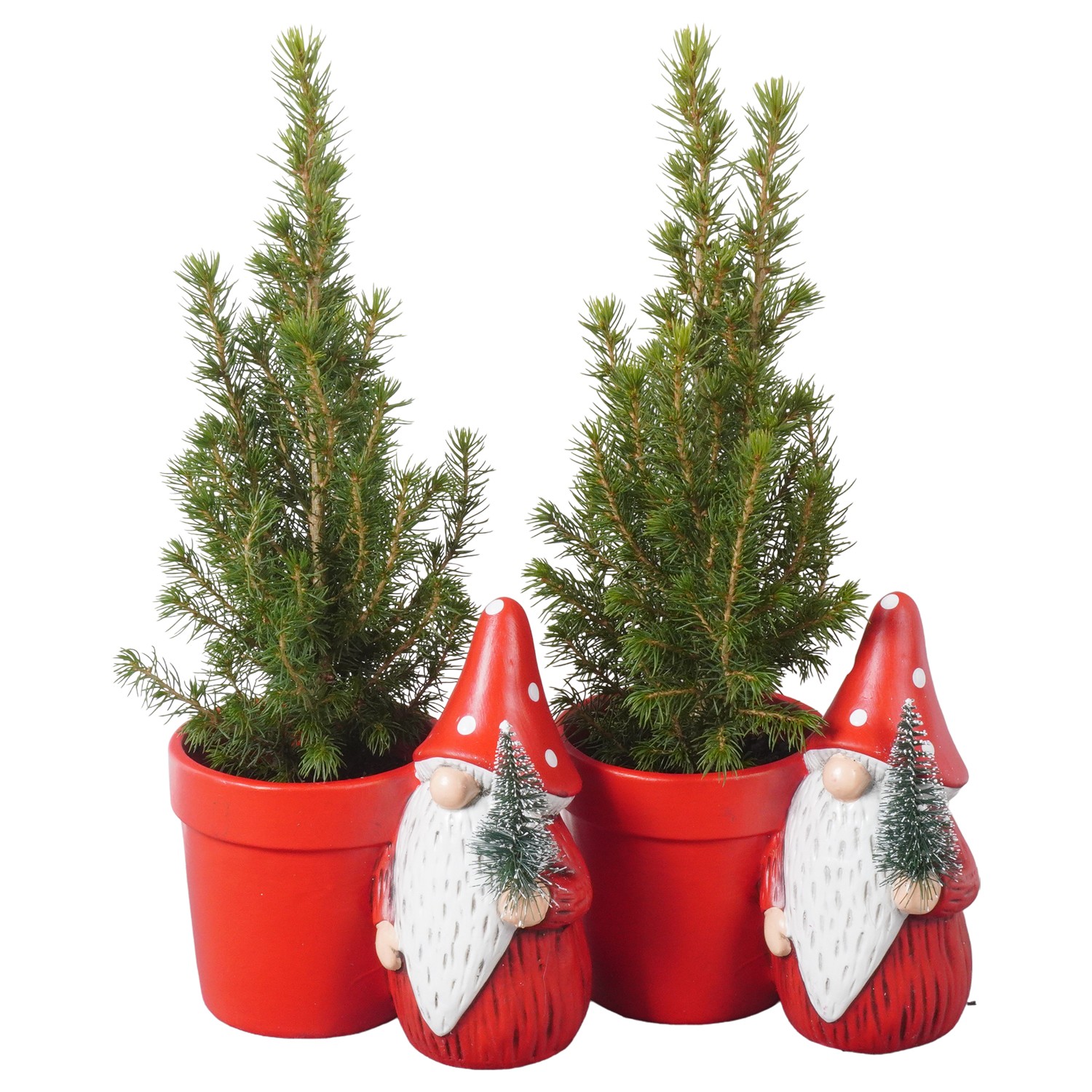 Picture of PTK24357 Picea Conica Perfecta in ceramic pot P9 30CM