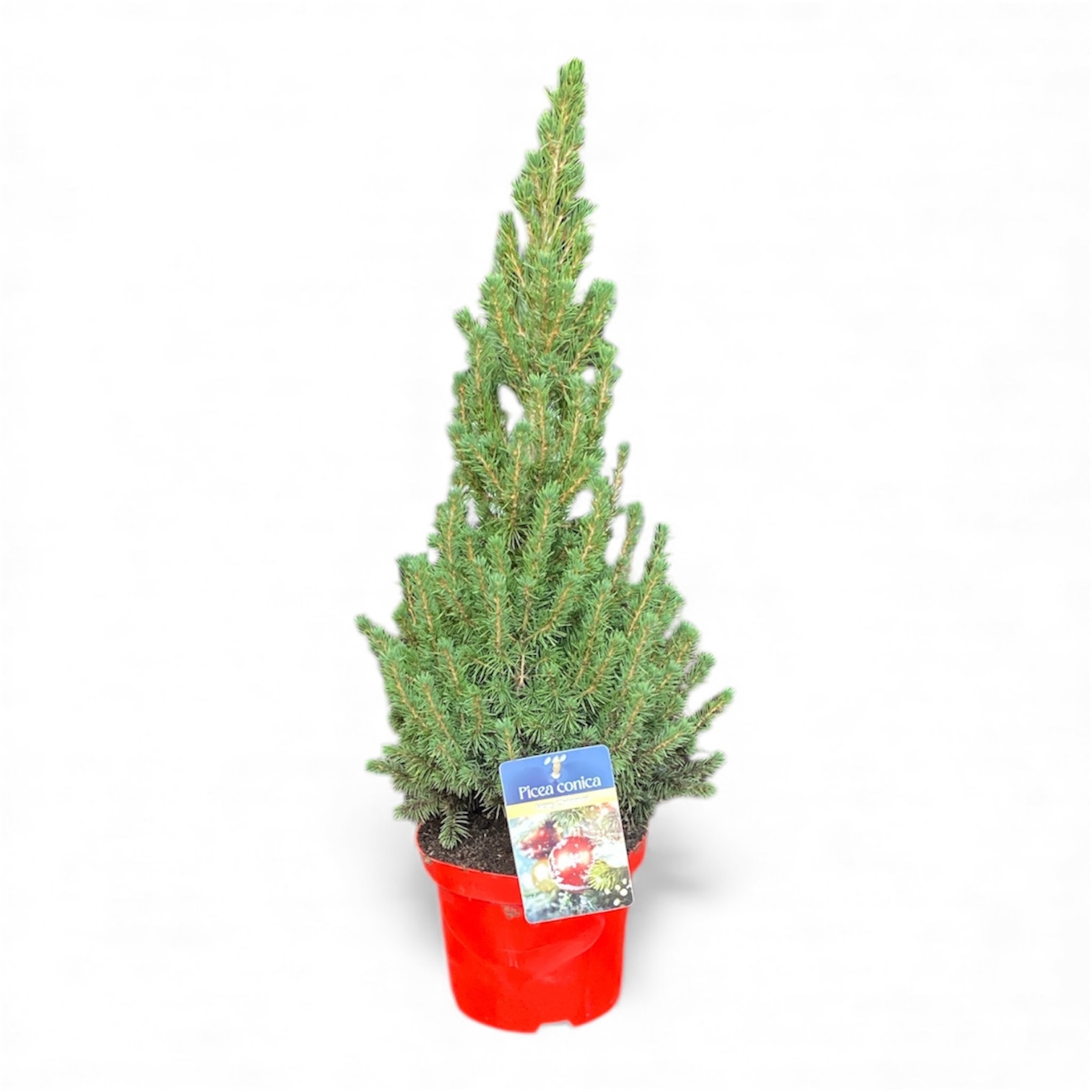 Picea gl. 'Conica' Rood ( )