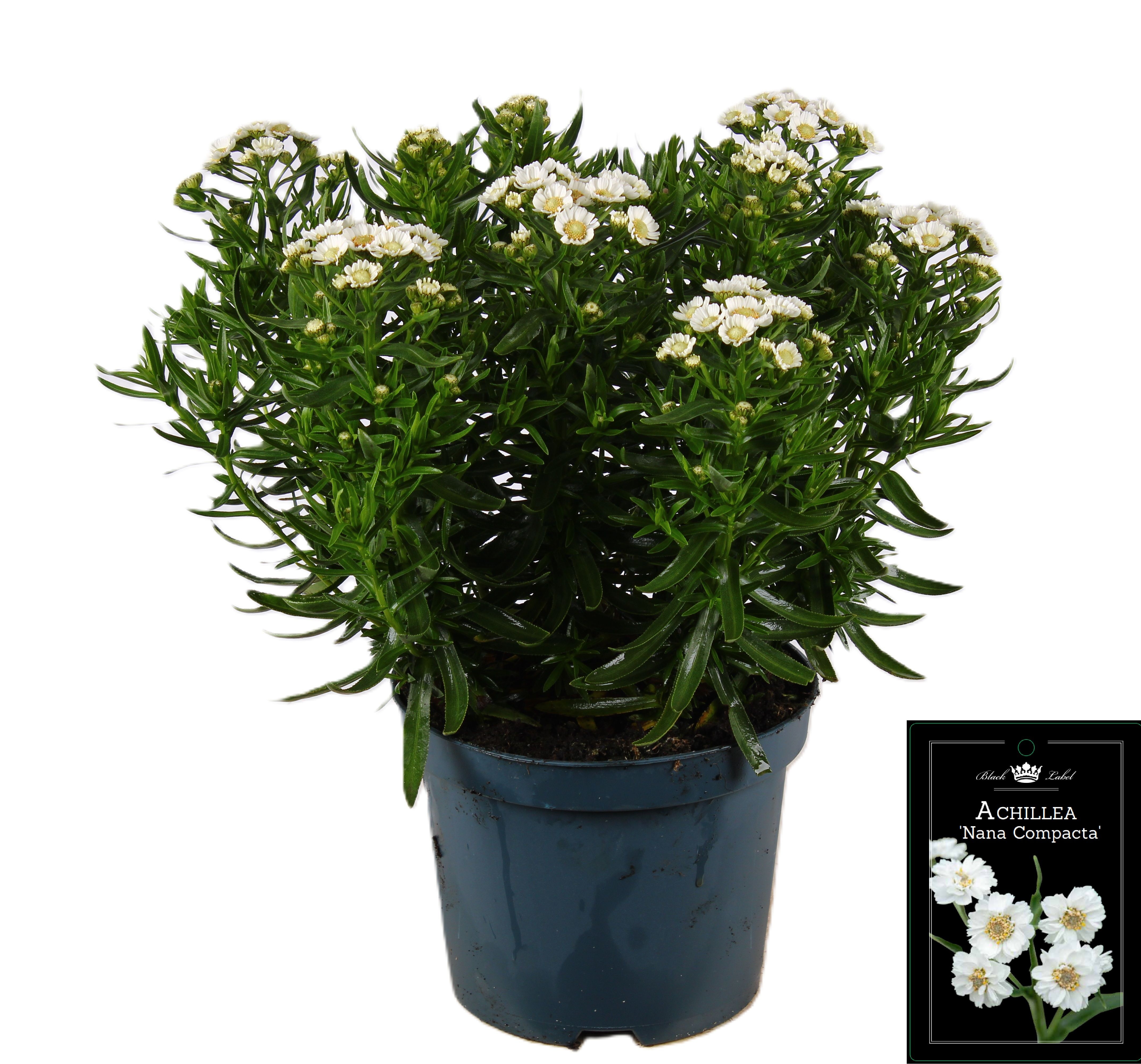 Picture of Achillea Nana Compact