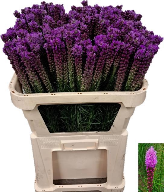 Liatris Callilepis