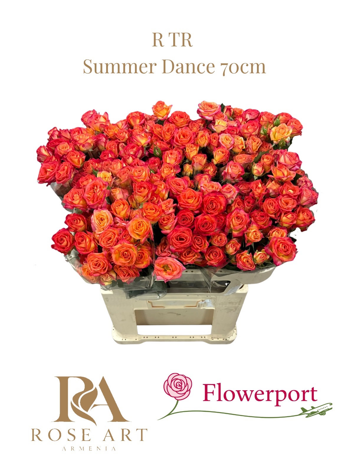 Rosa Spr Summer Dance 70cm
