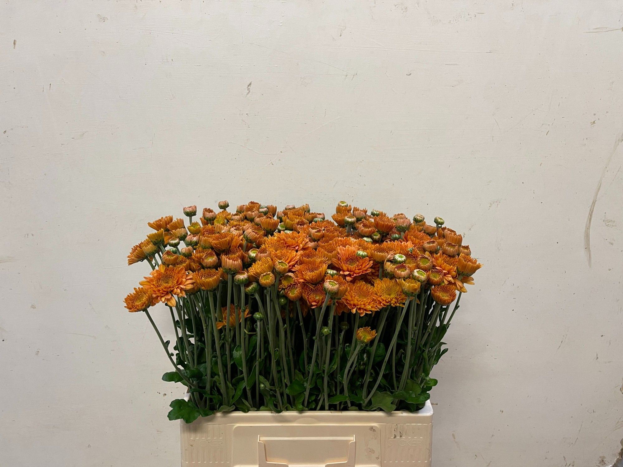 Chrys Spray Littleton 60cm 65gram
