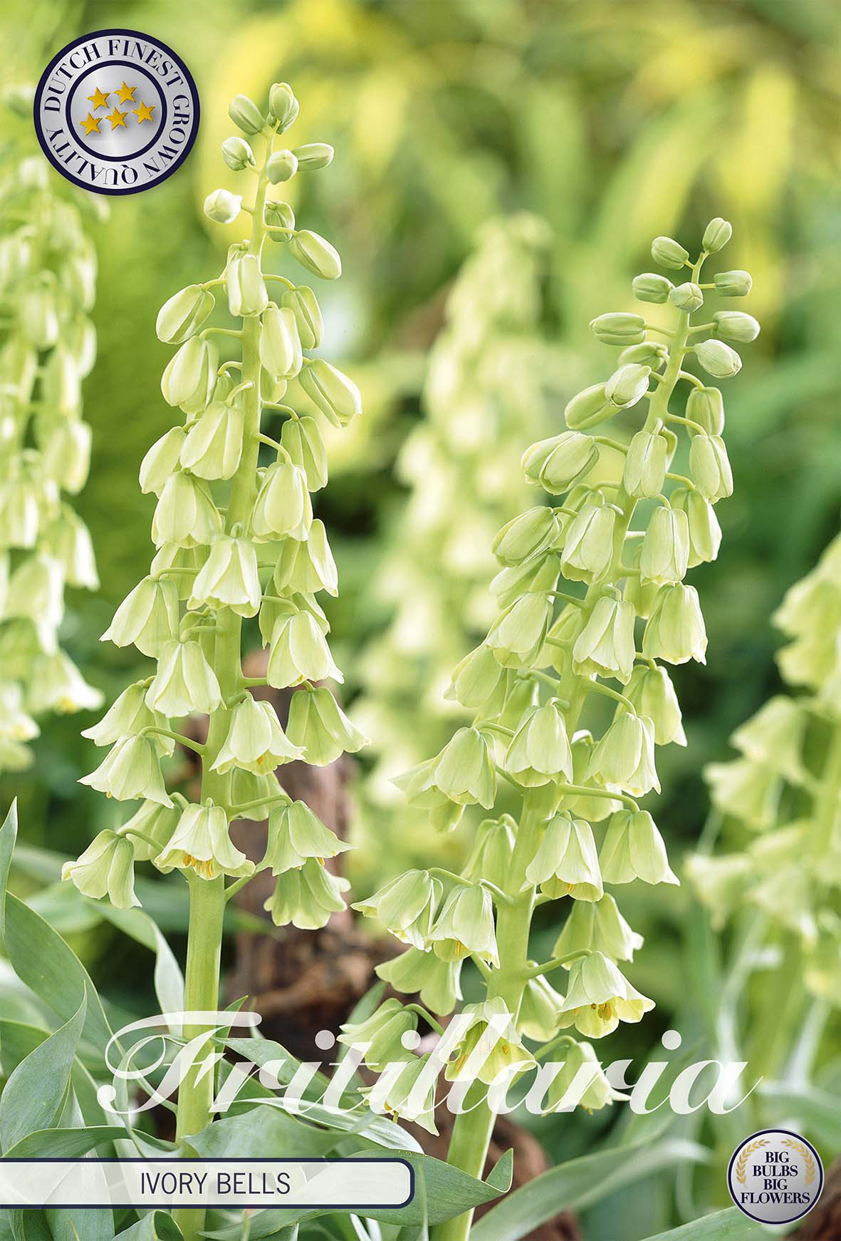 Fritillaria Bol