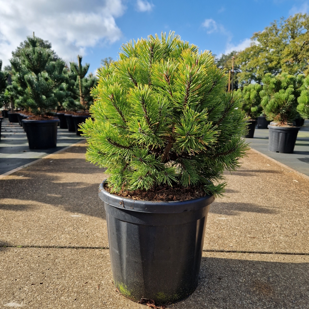 Picture of Pinus mugo Wintergold C18 40/+ (LOOSE)