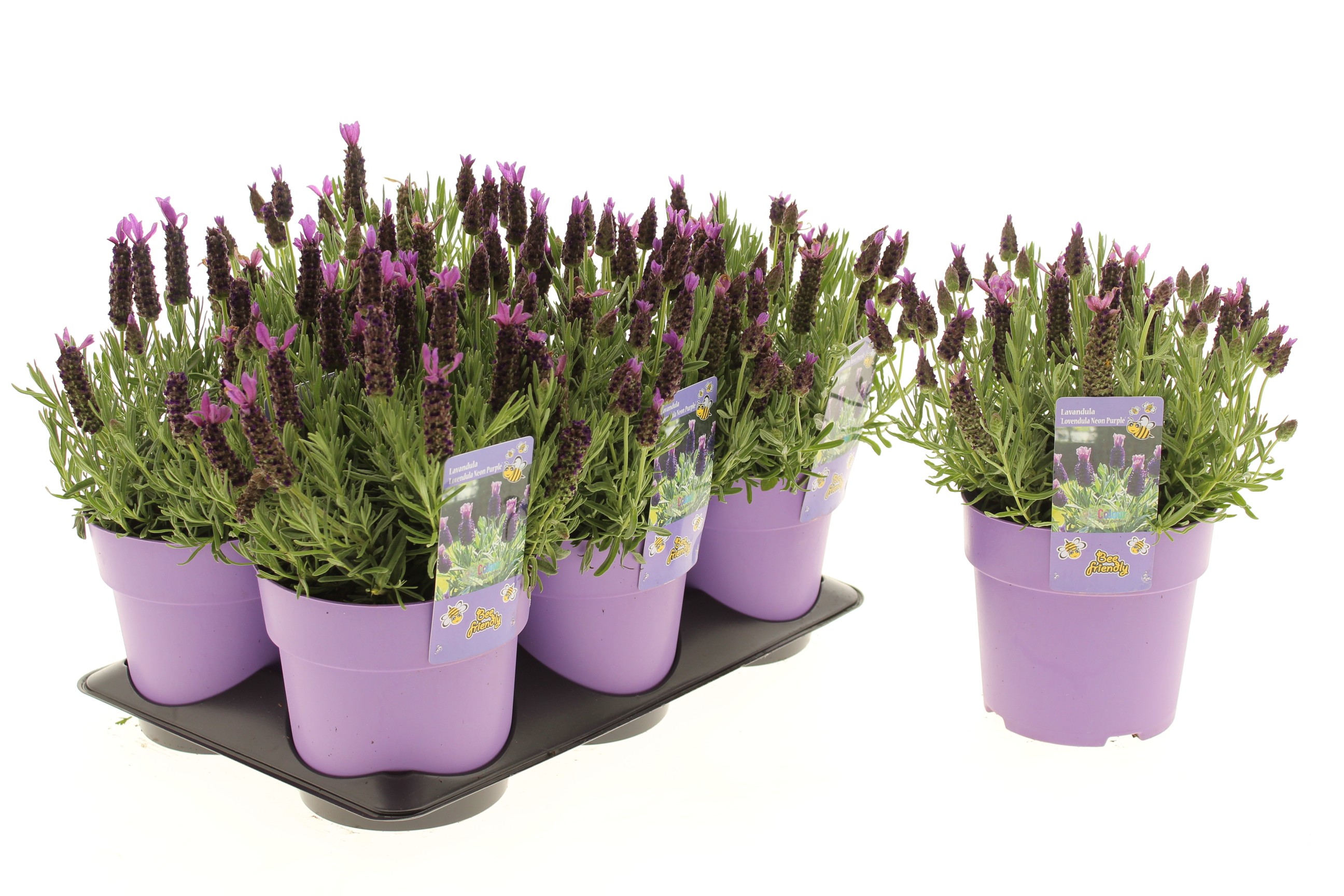 Picture of Lavandula Lovendula Neon Purple