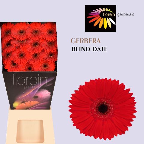 Ge Gr Blinddate
