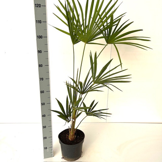 Picture of Trachycarpus Fortunei C5 80-100