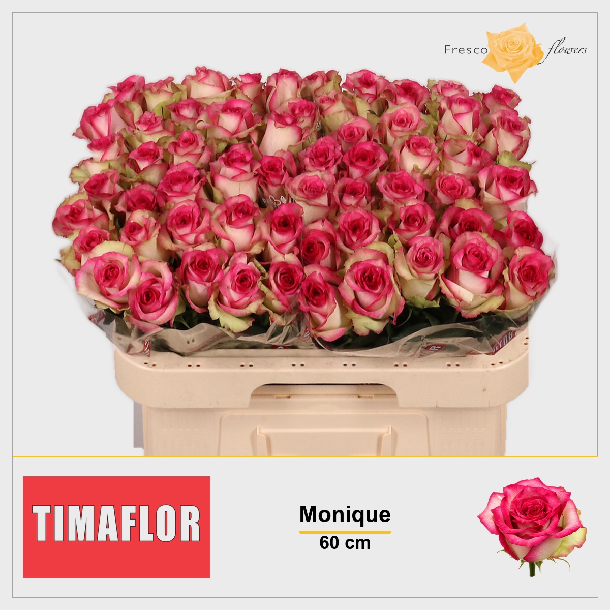 Rosa Monique 60cm