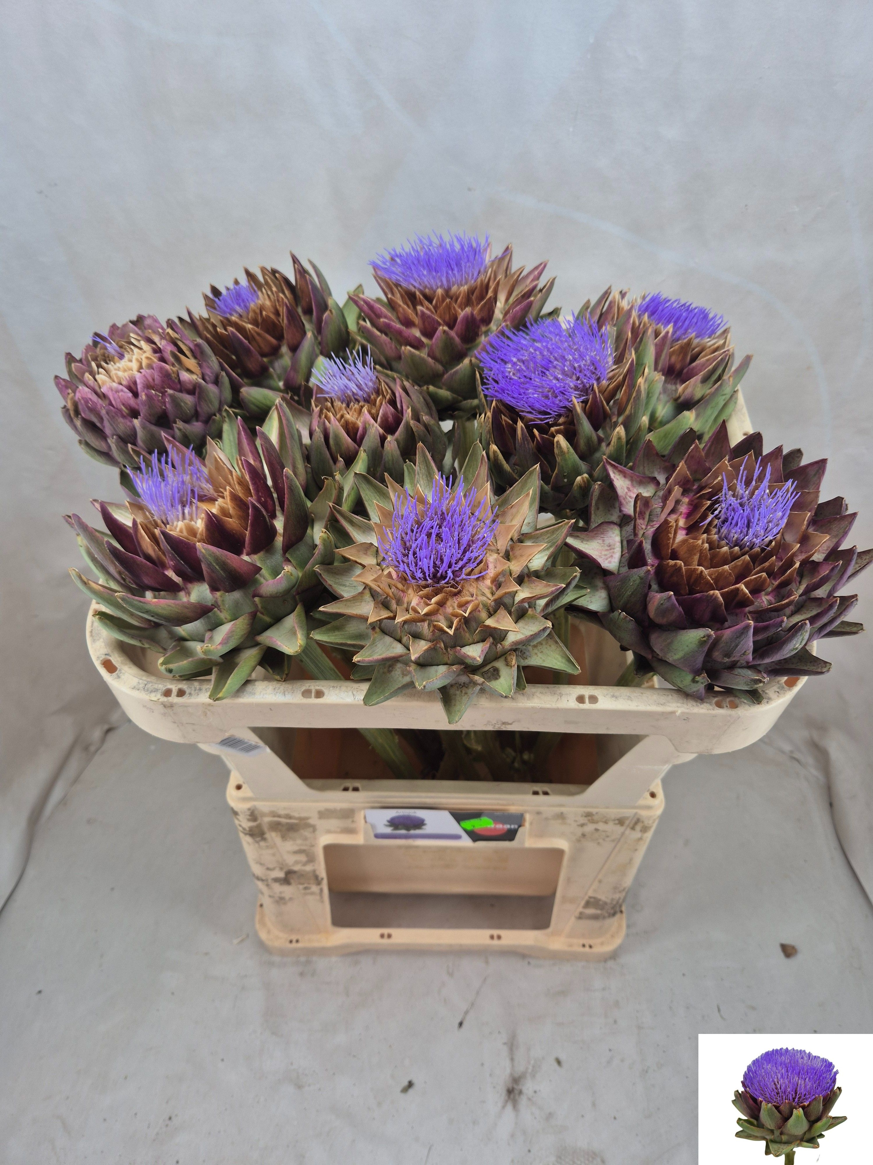 Cynara Sc Green Glob