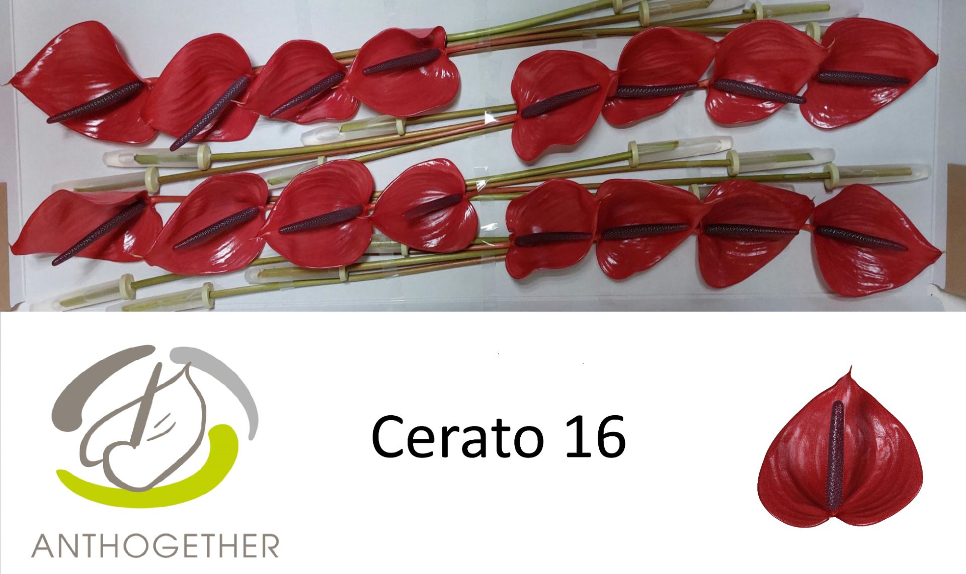 Anth A Cerato