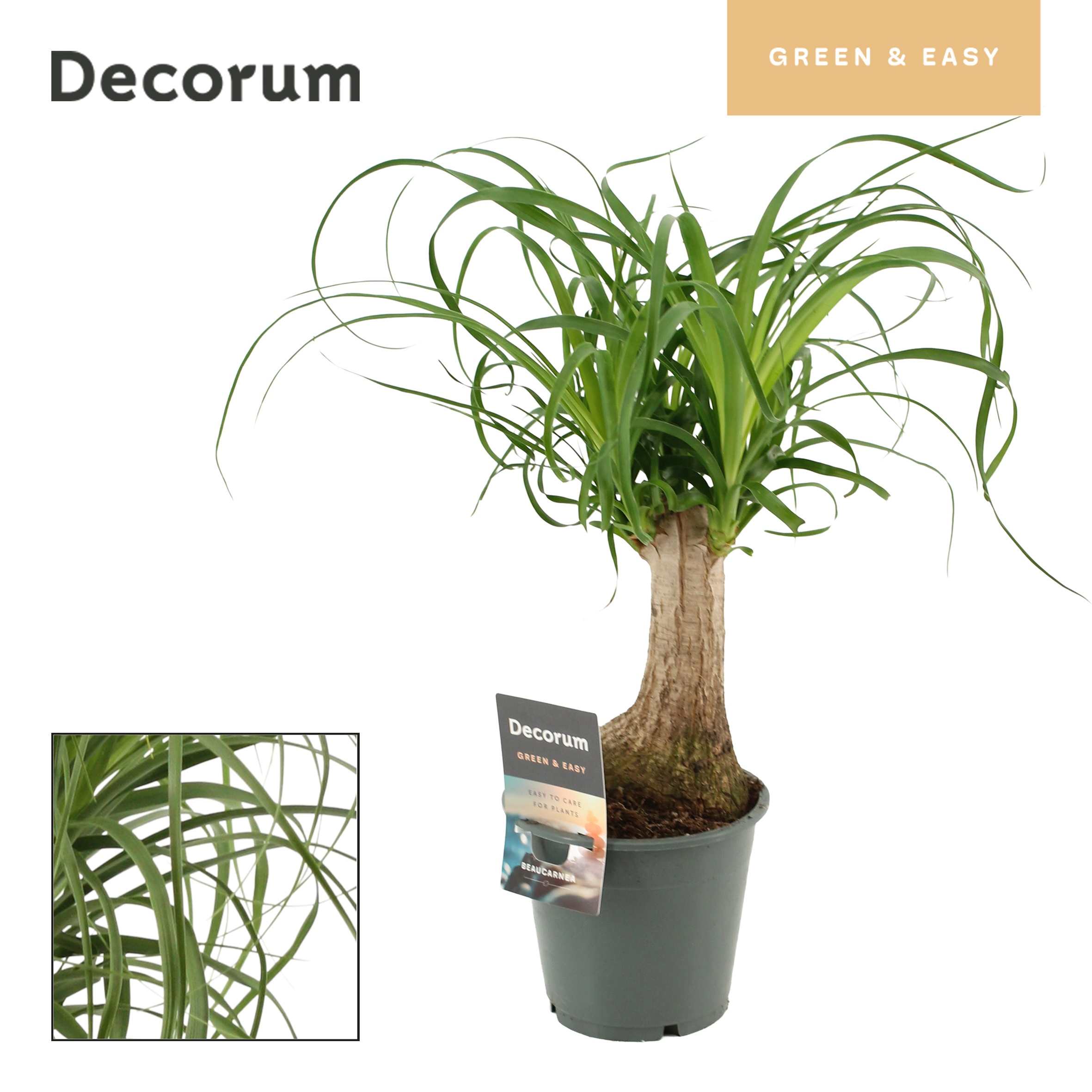 Beaucarnea Recht (Decorum Green & Easy)