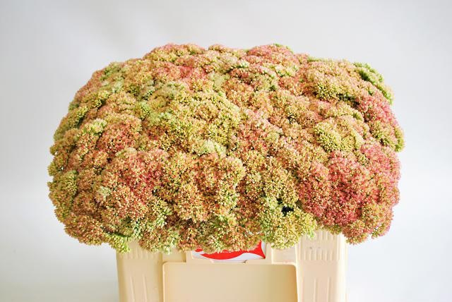 Sedum Spectabile