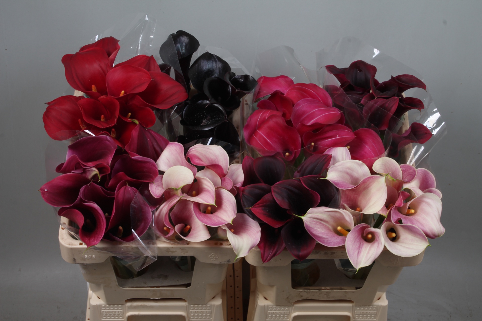 Calla Assorted 50cm