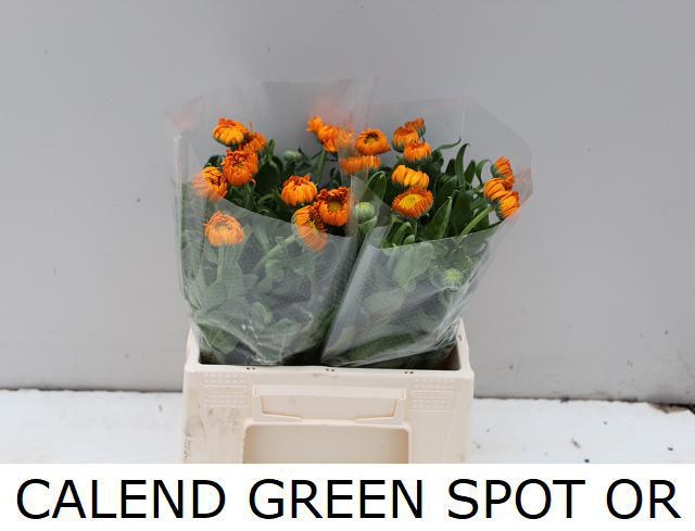 Calendula Green Spot