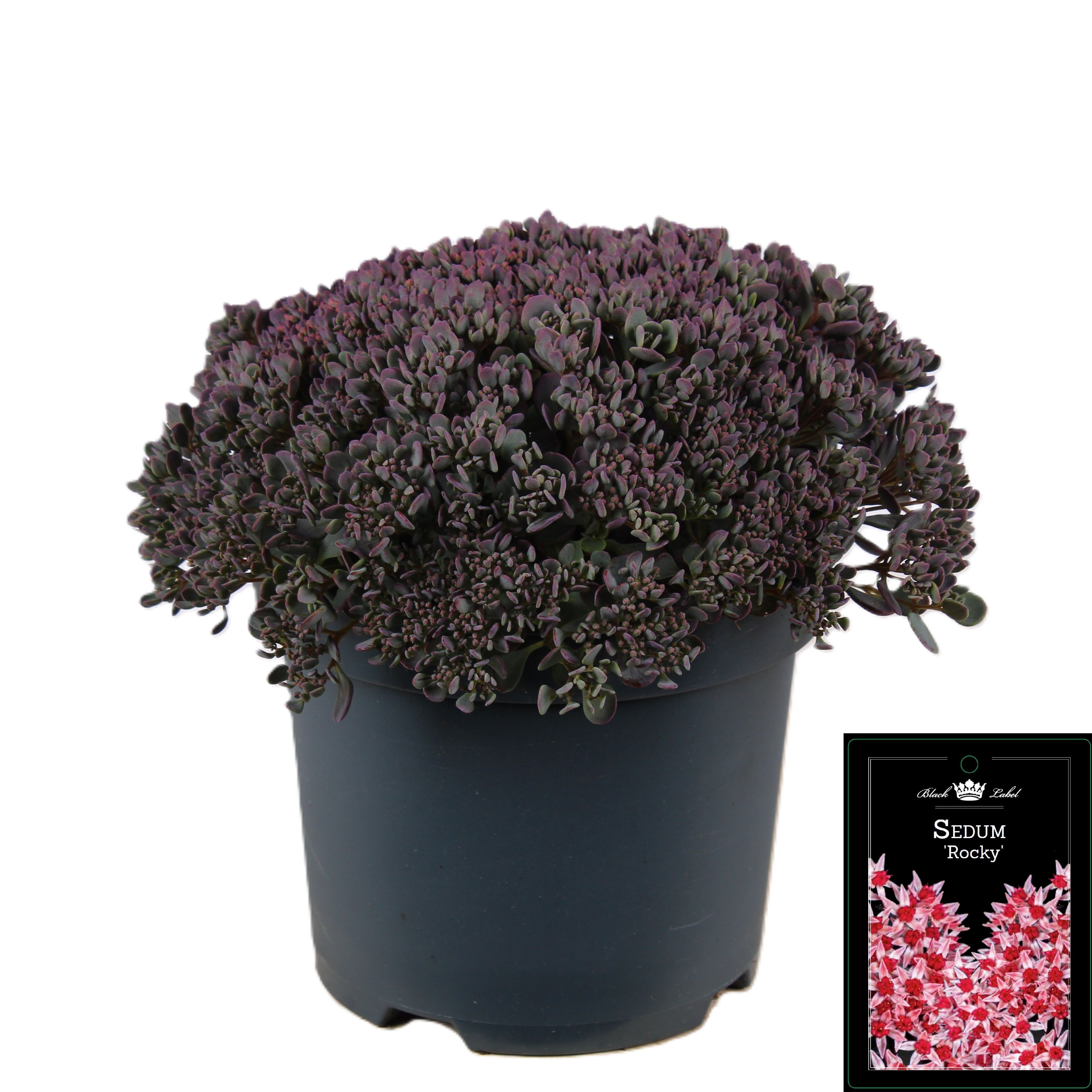 Picture of Sedum cauticolum Rocky