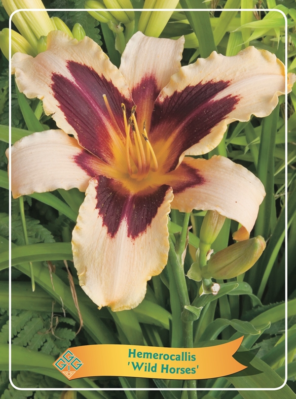 Picture of Hemerocallis Mix 6x10 srt. per shelve P11