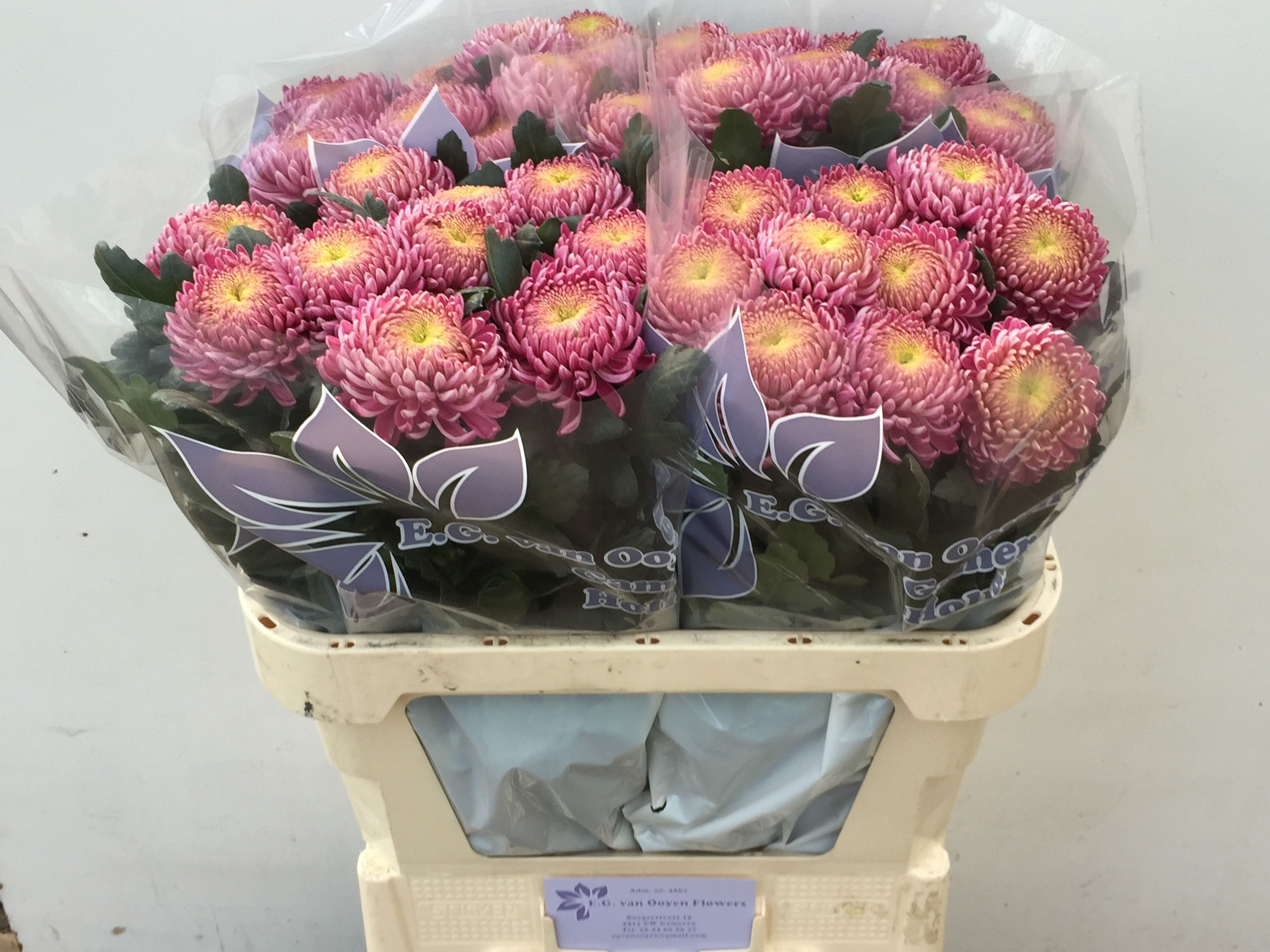Chrys Single Bigoudi Pink 70cm 70gram