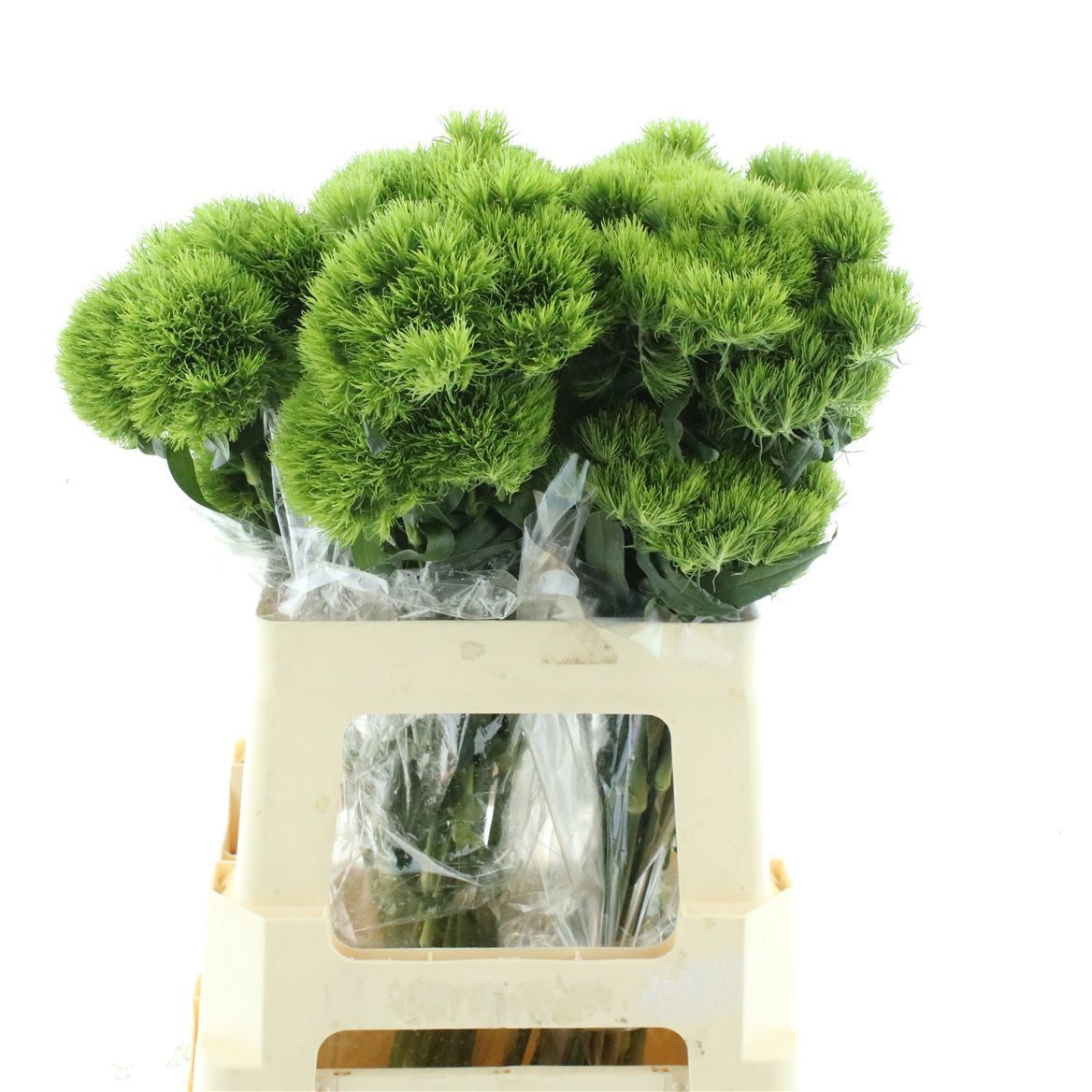 Dianthus Barb Kiwi Mellow 60cm