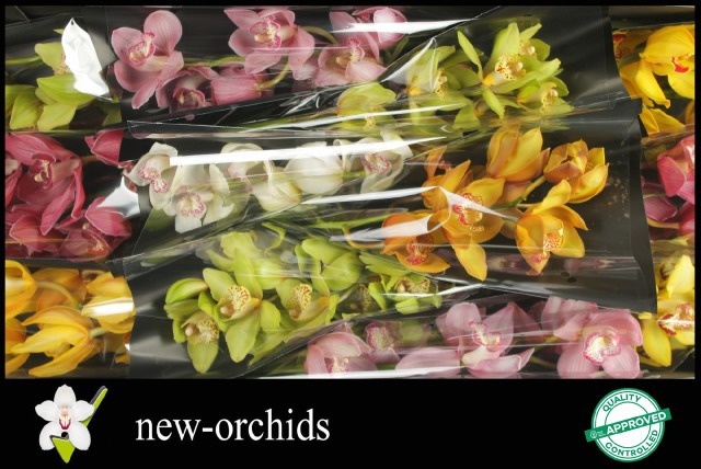 Cymbidium Asst 6bl
