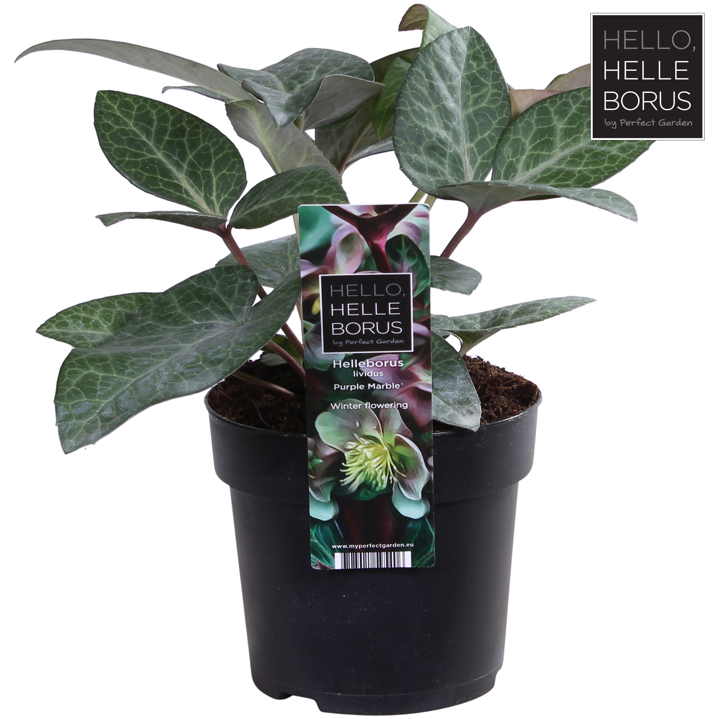 Picture of Helleborus lividus Purple Marble P14