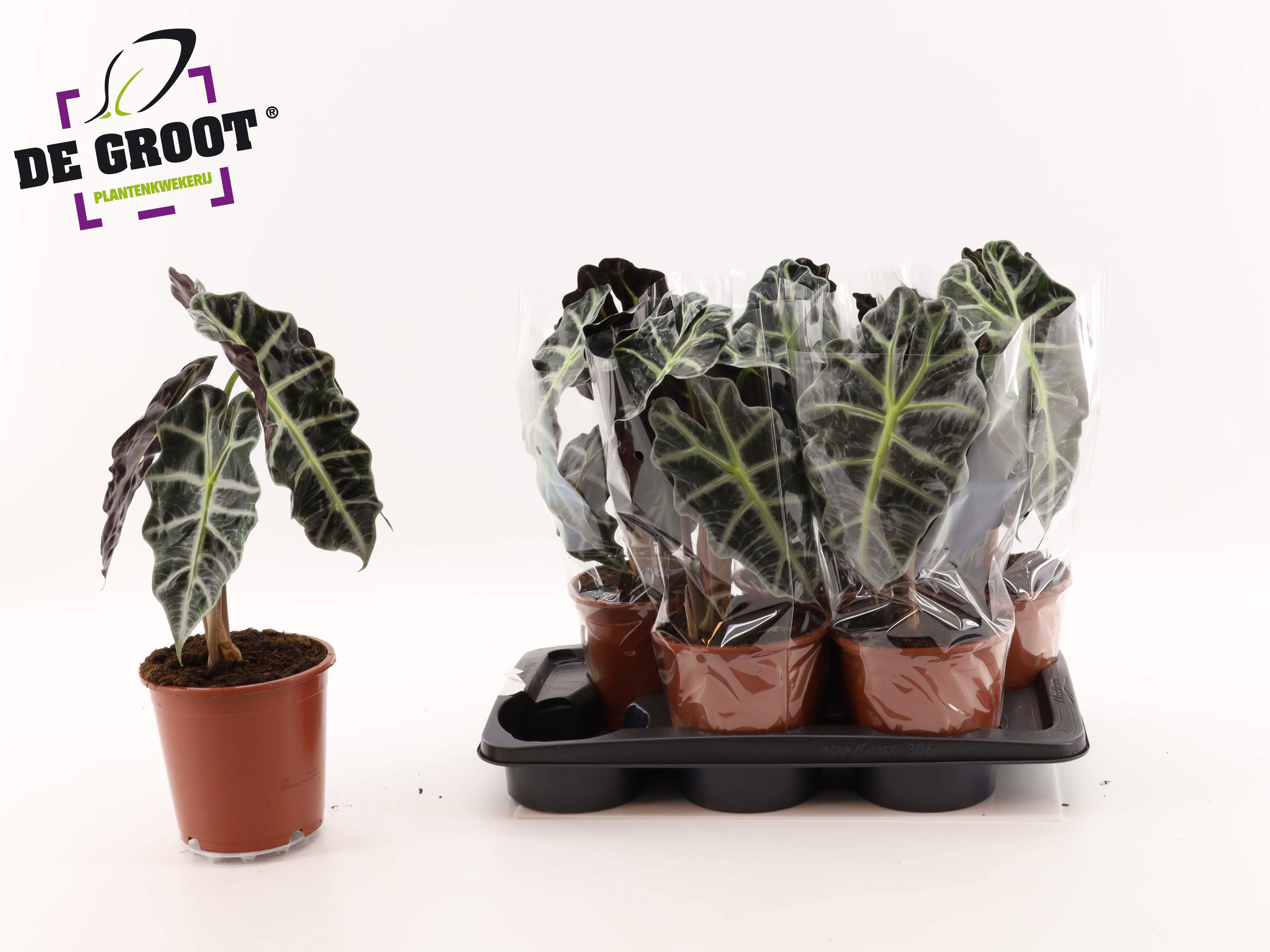 Aloc Polly 17P 45H 1stek