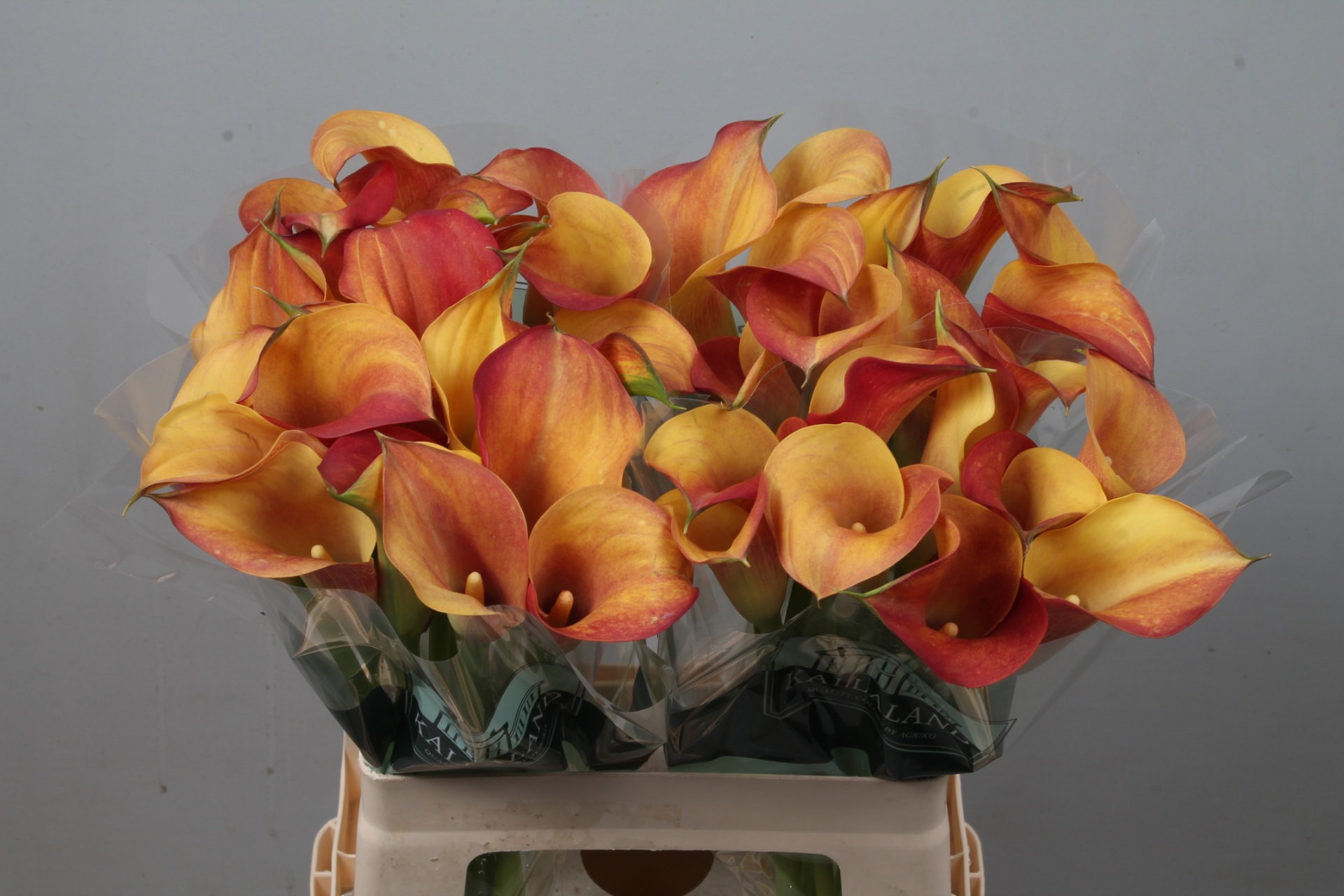 Calla Capt Trinity 60cm