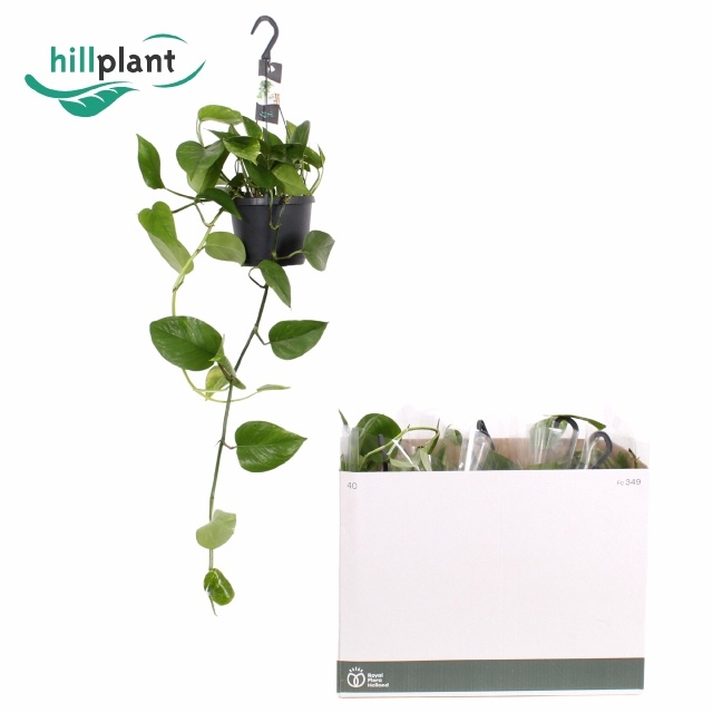 Epipr Aureum Hang 17Ø