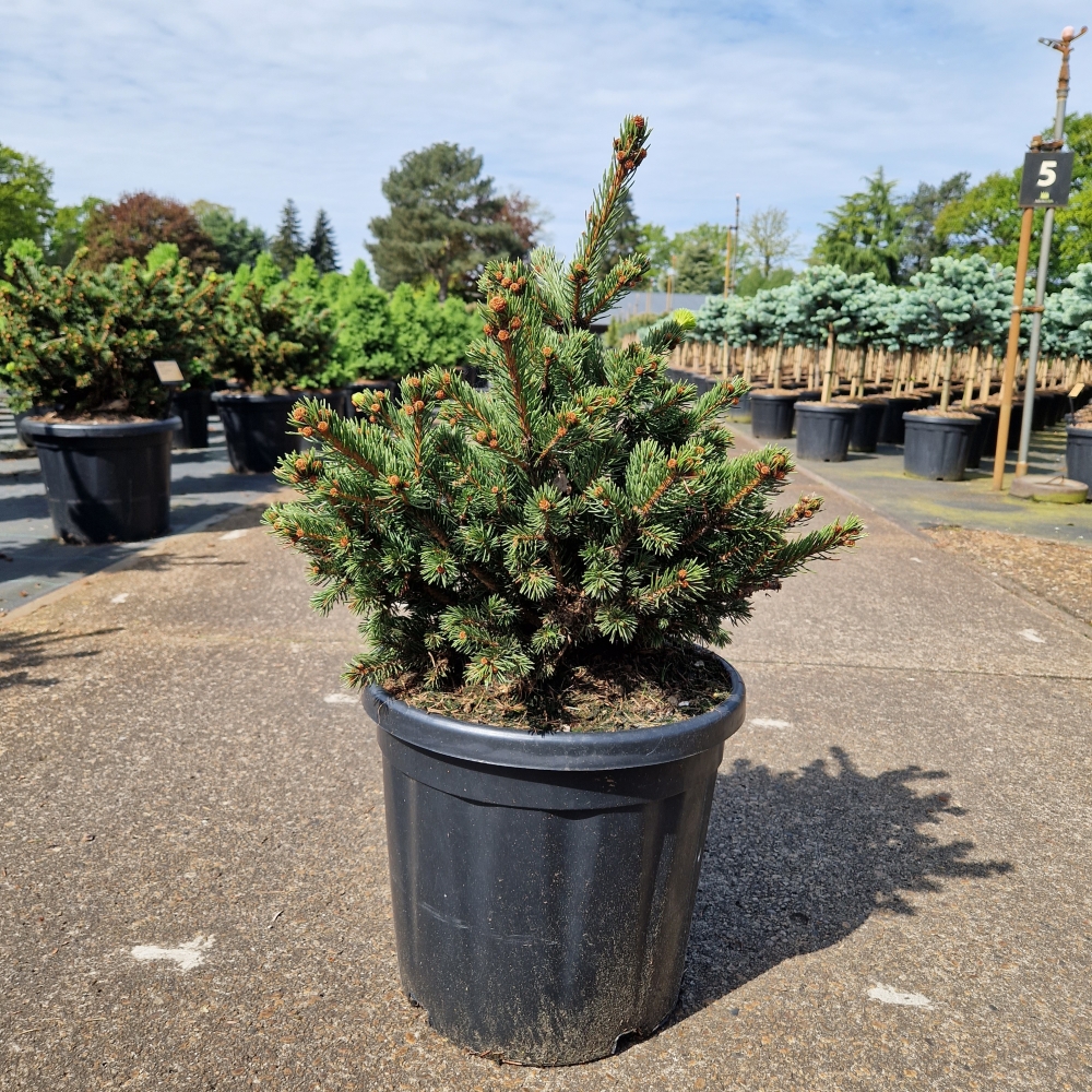 Picture of Picea pungens Luckey Strike C18 40/60