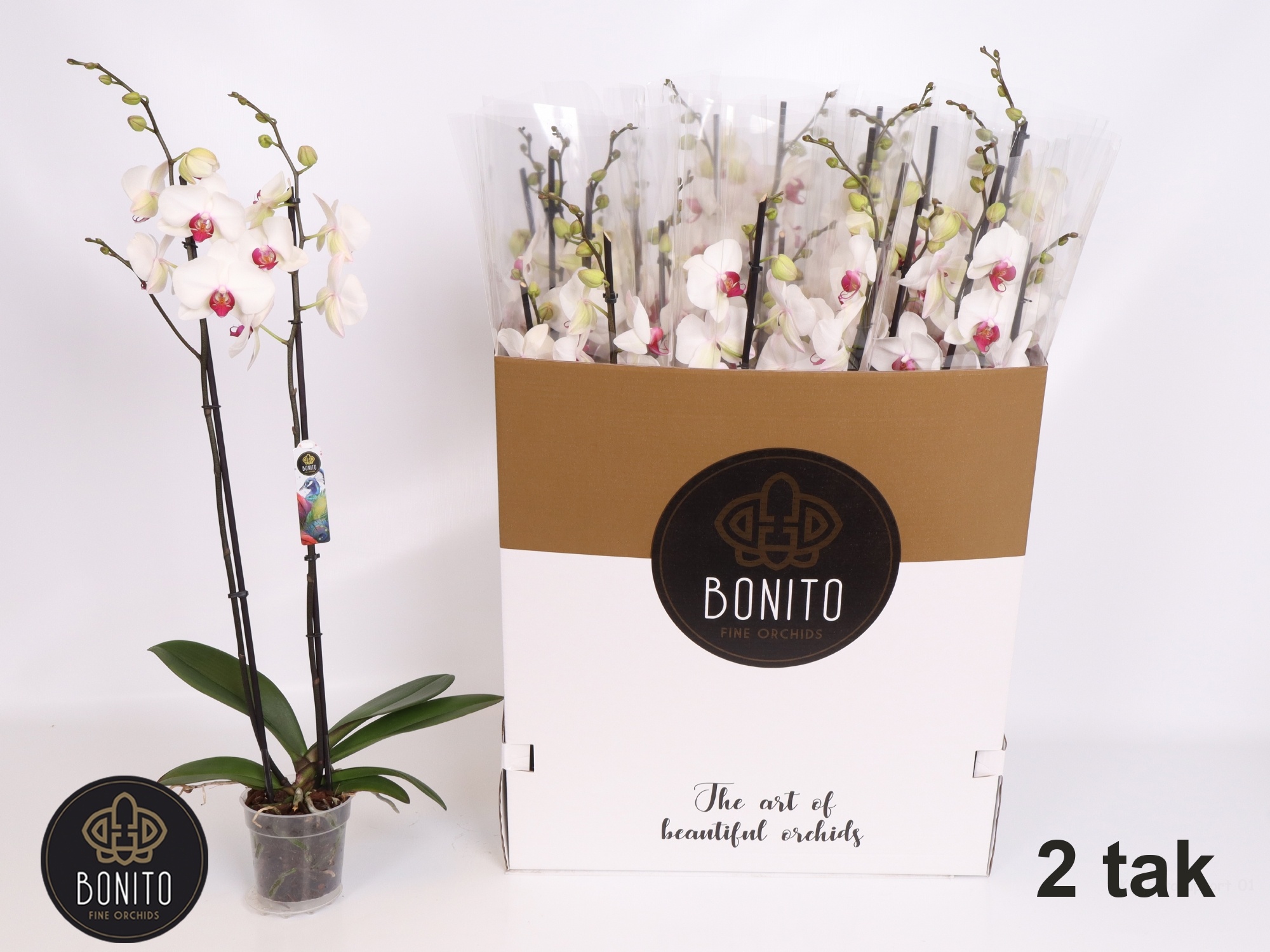 Phal An Toronto 12Ø 75cm