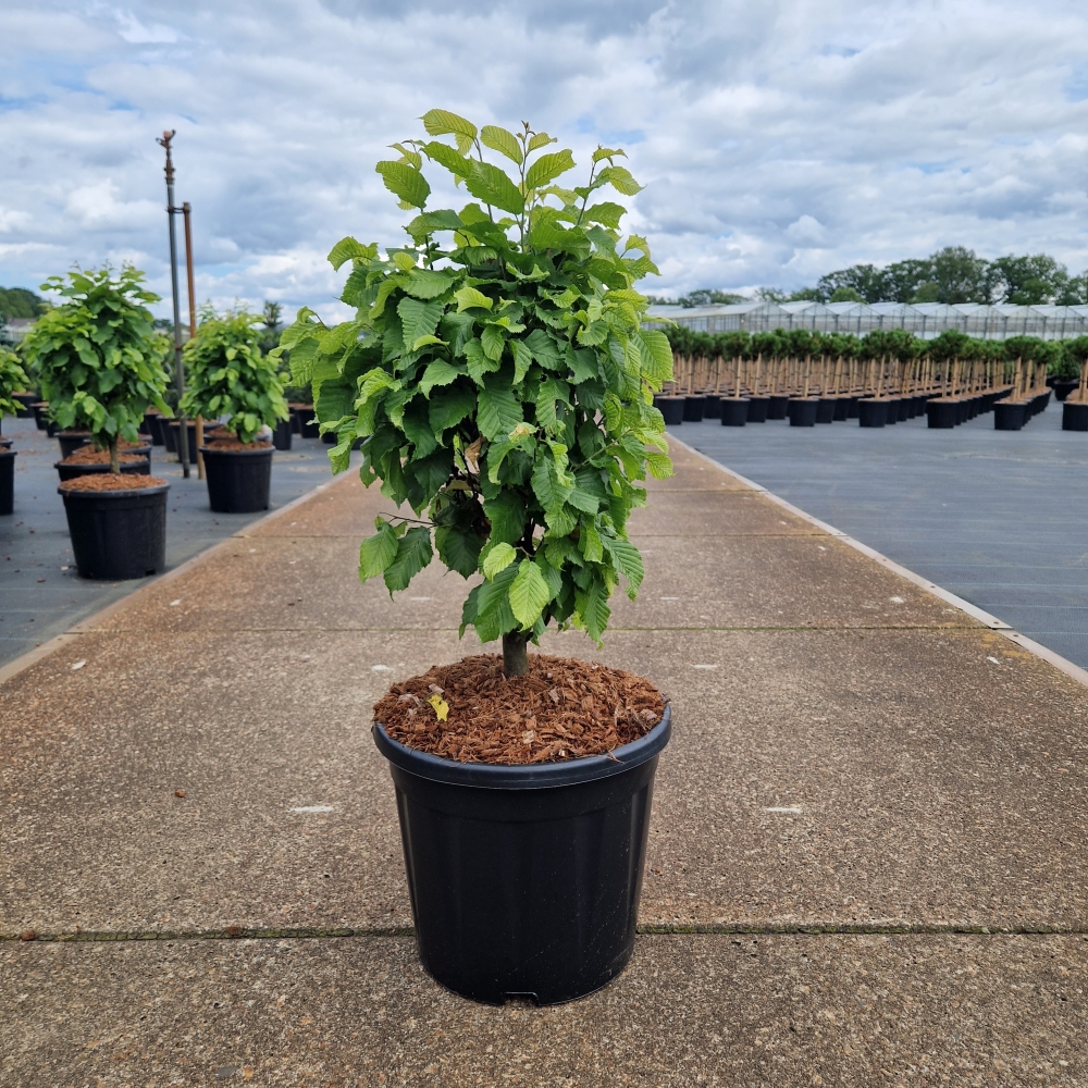 Picture of Carpinus betulus Monumentalis 50/+