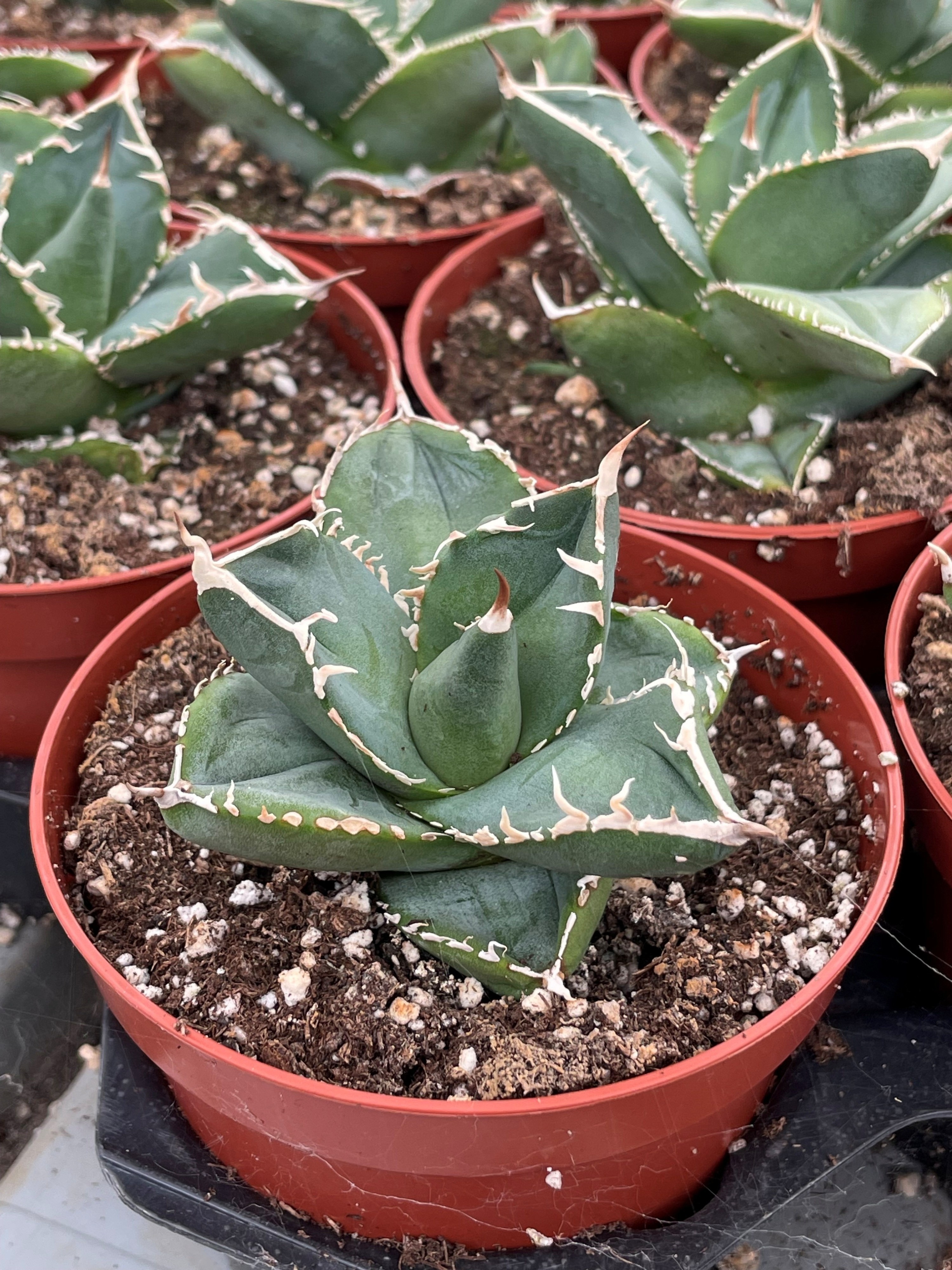 Agave potatorum - Agave