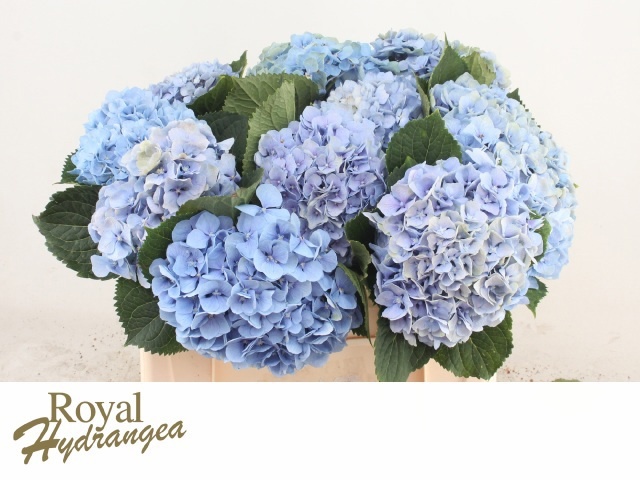 Hydrangea Margarita 50cm 15Ø