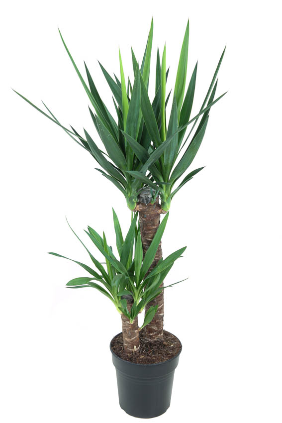 Picture of Yucca 60-30 P21 100CM