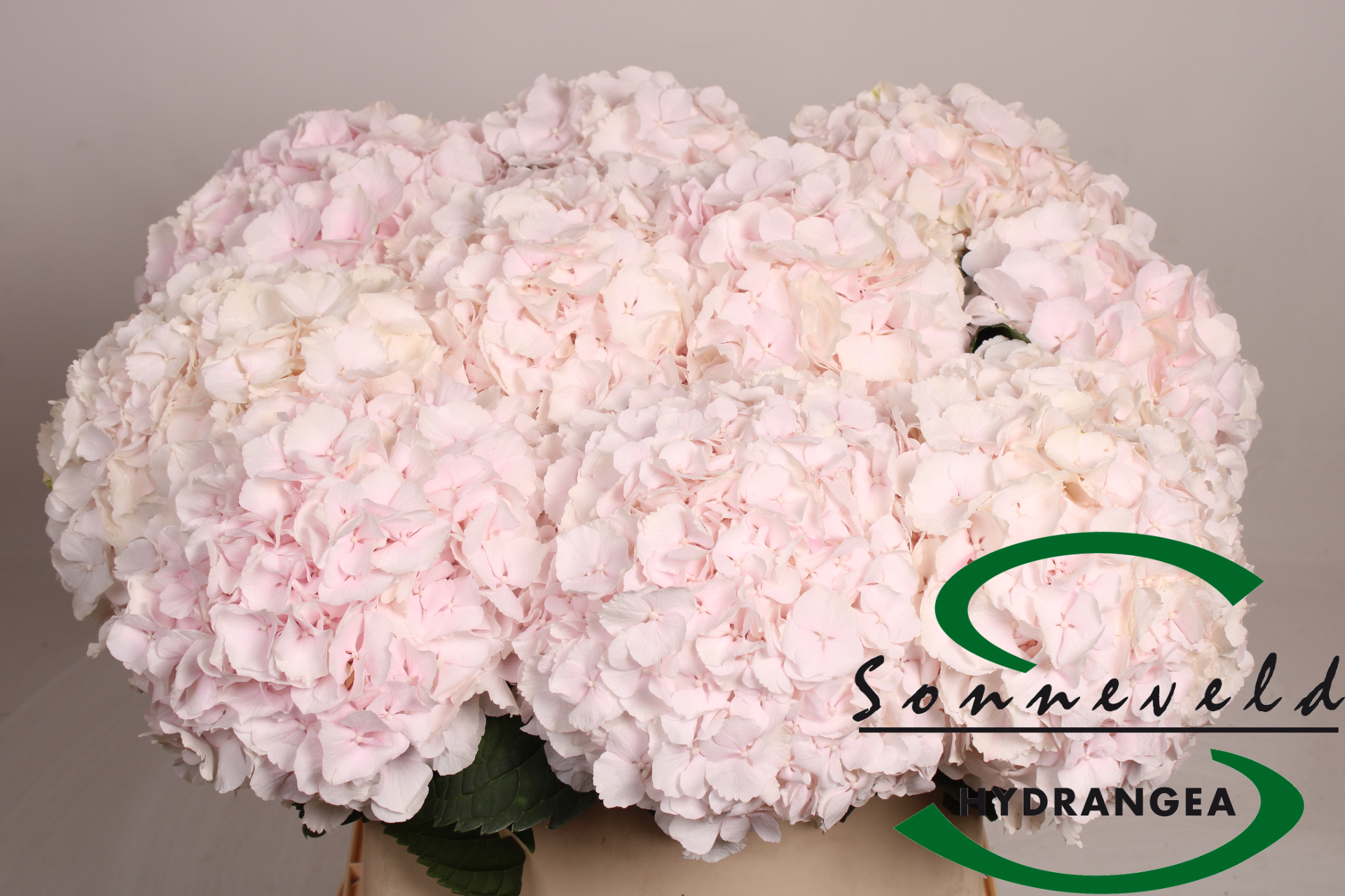 Hydrangea Sweet Verena 80cm 21Ø