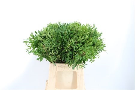 Pistacia Leaves Per Bunch 40cm