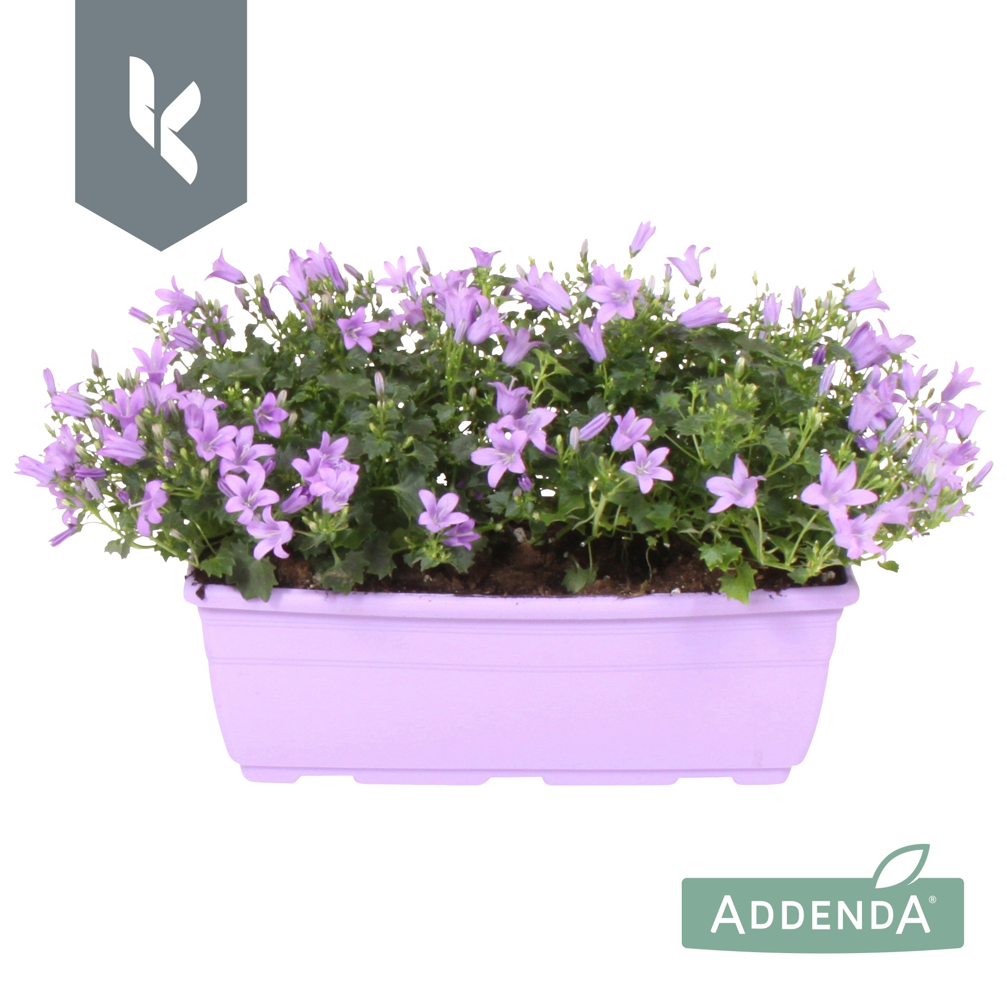 Picture of Campanula Ambella Lavender P27 balcony trough