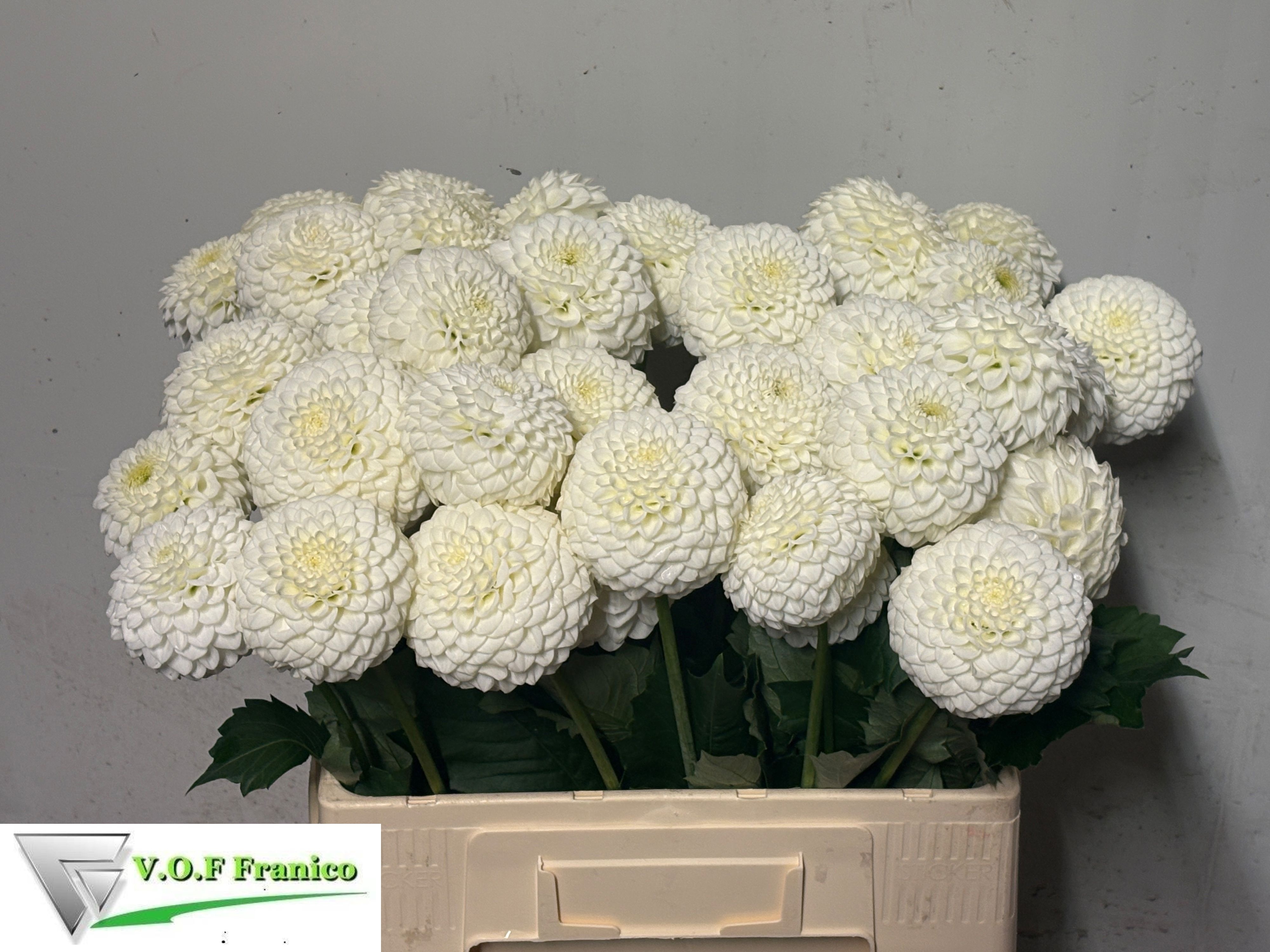 Dahlia Reycroft Jan 60cm