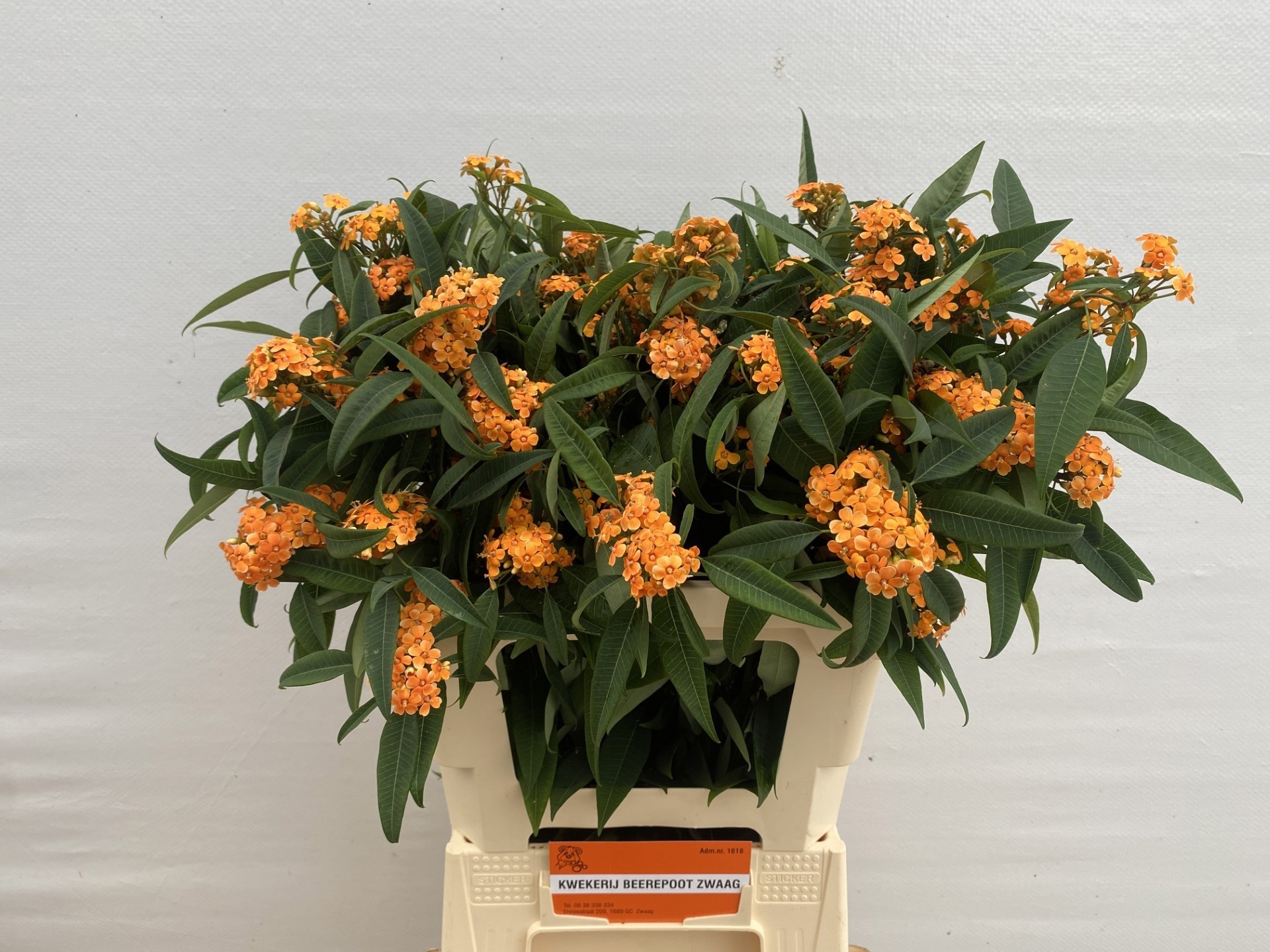Euphorbia Spray Sunstream 60cm