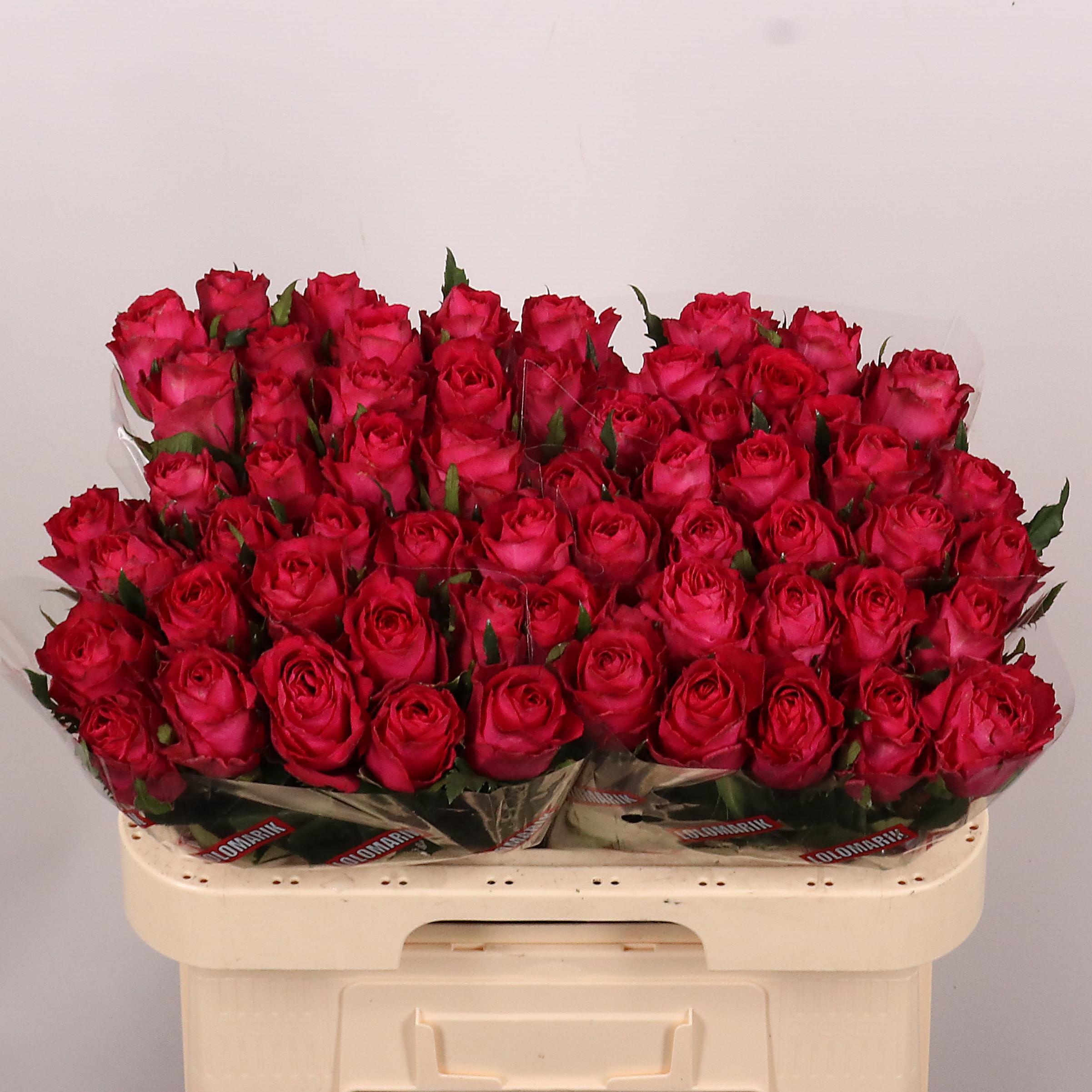 R Gr Madam Cerise